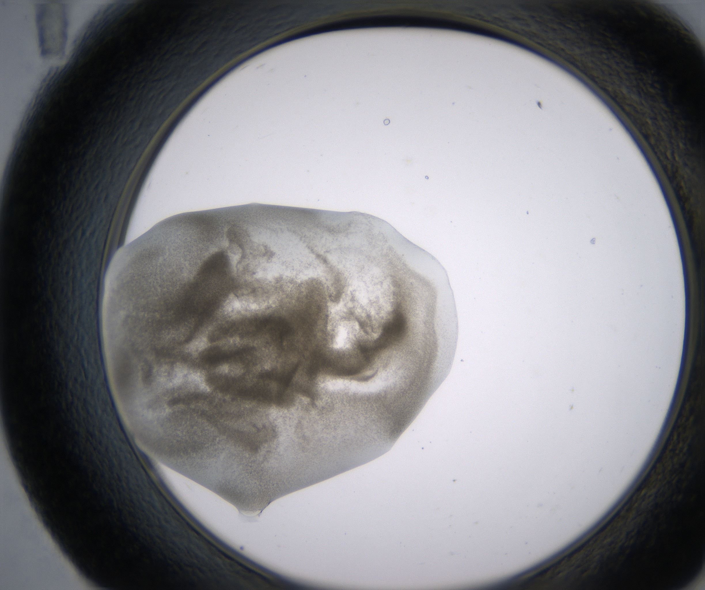 E11_HighResolution_Precipitate_2.jpg