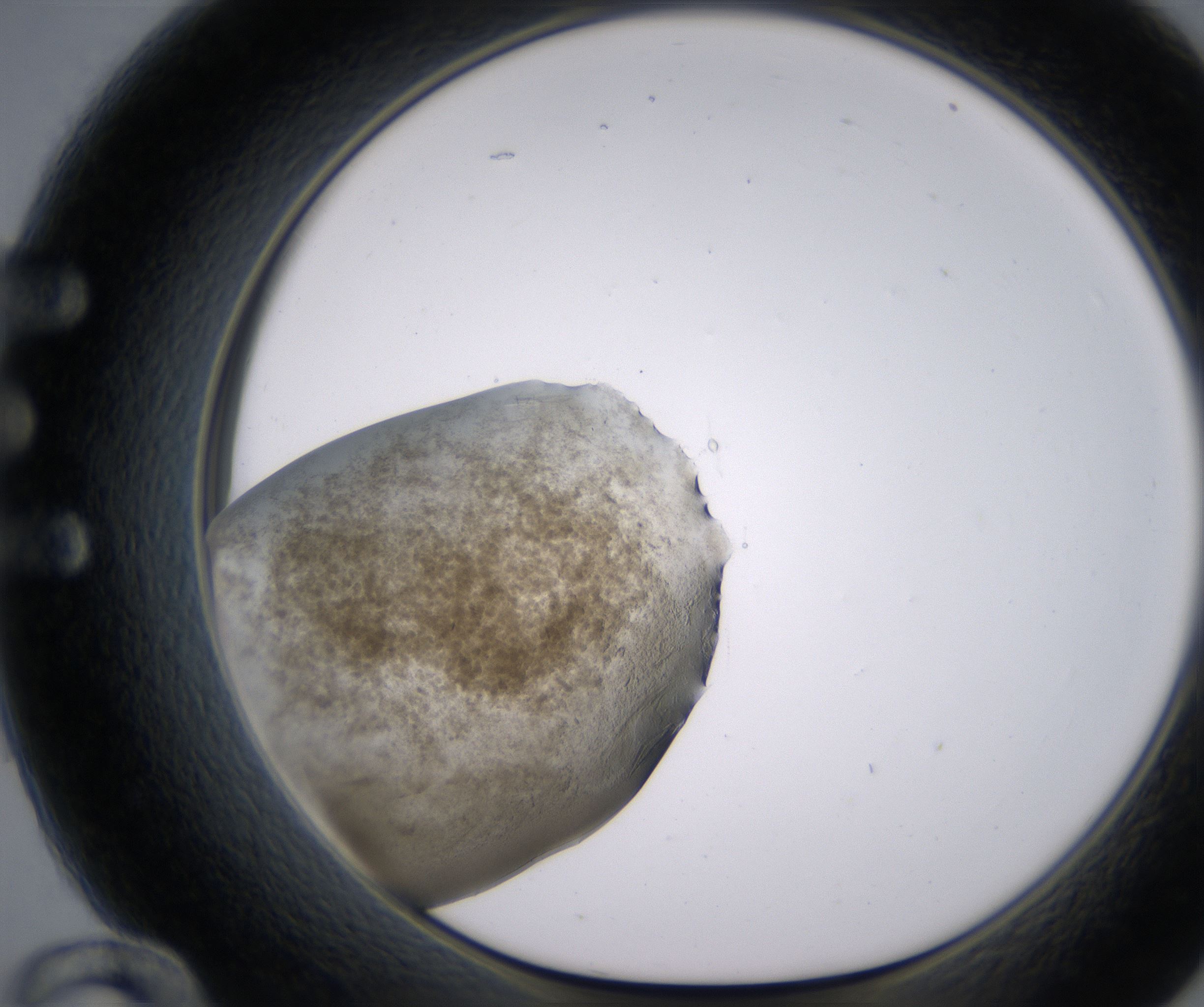 E12_HighResolution_Precipitate_1.jpg