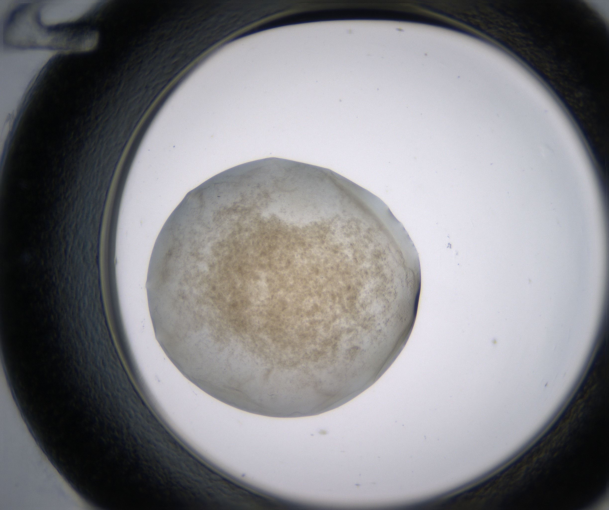 E12_HighResolution_Precipitate_2.jpg