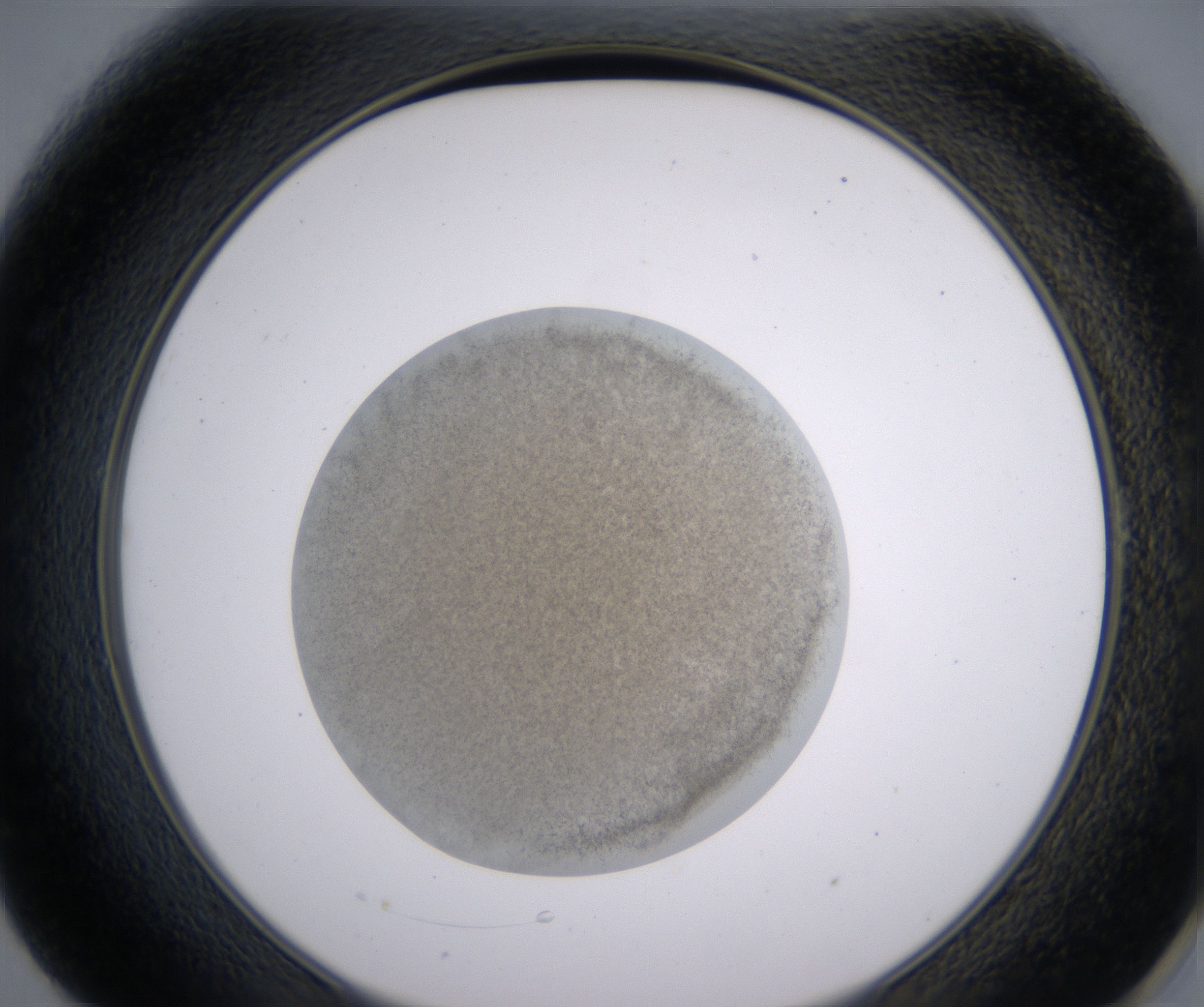 E1_HighResolution_Precipitate_2.jpg