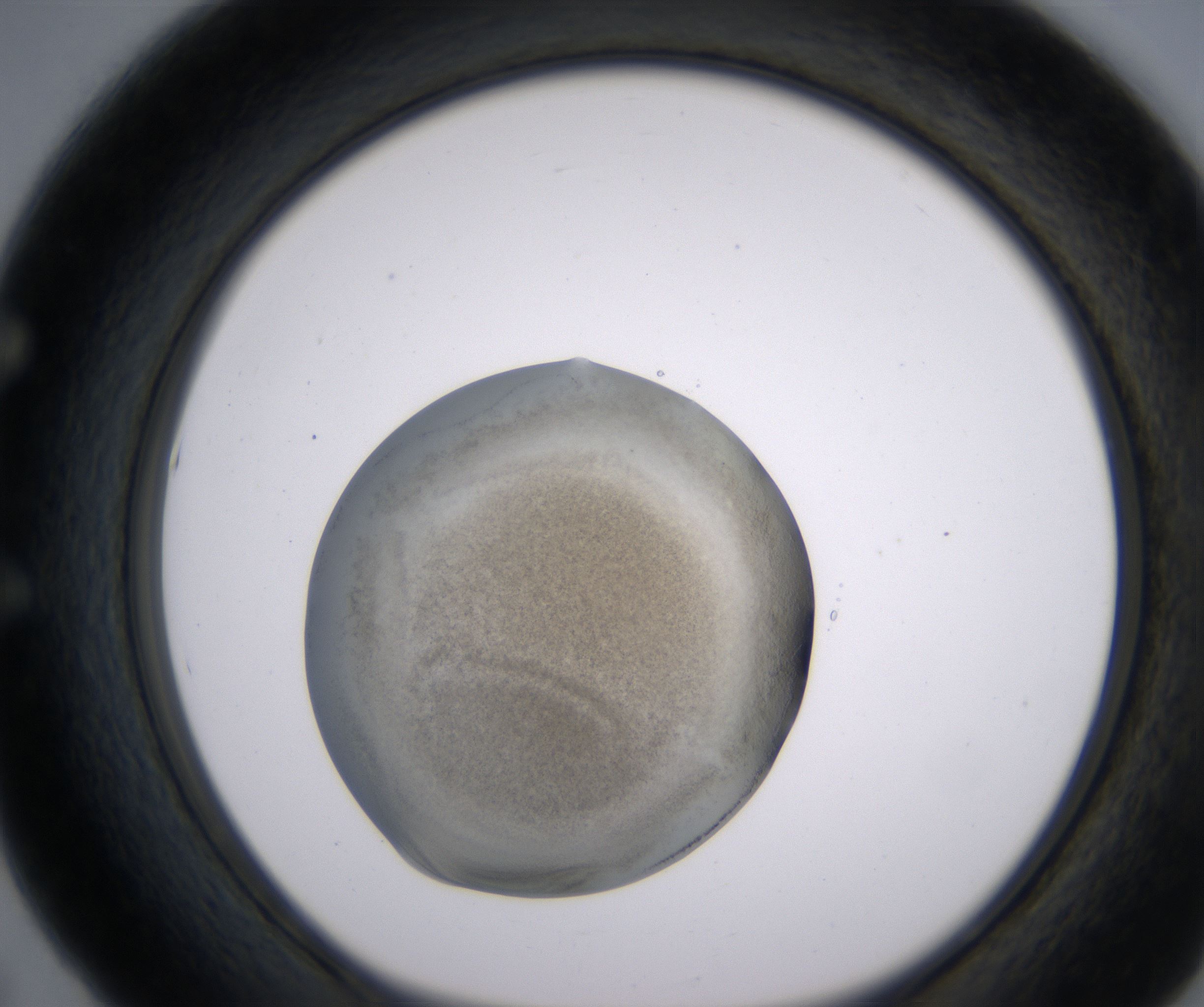 E5_HighResolution_Precipitate_1.jpg