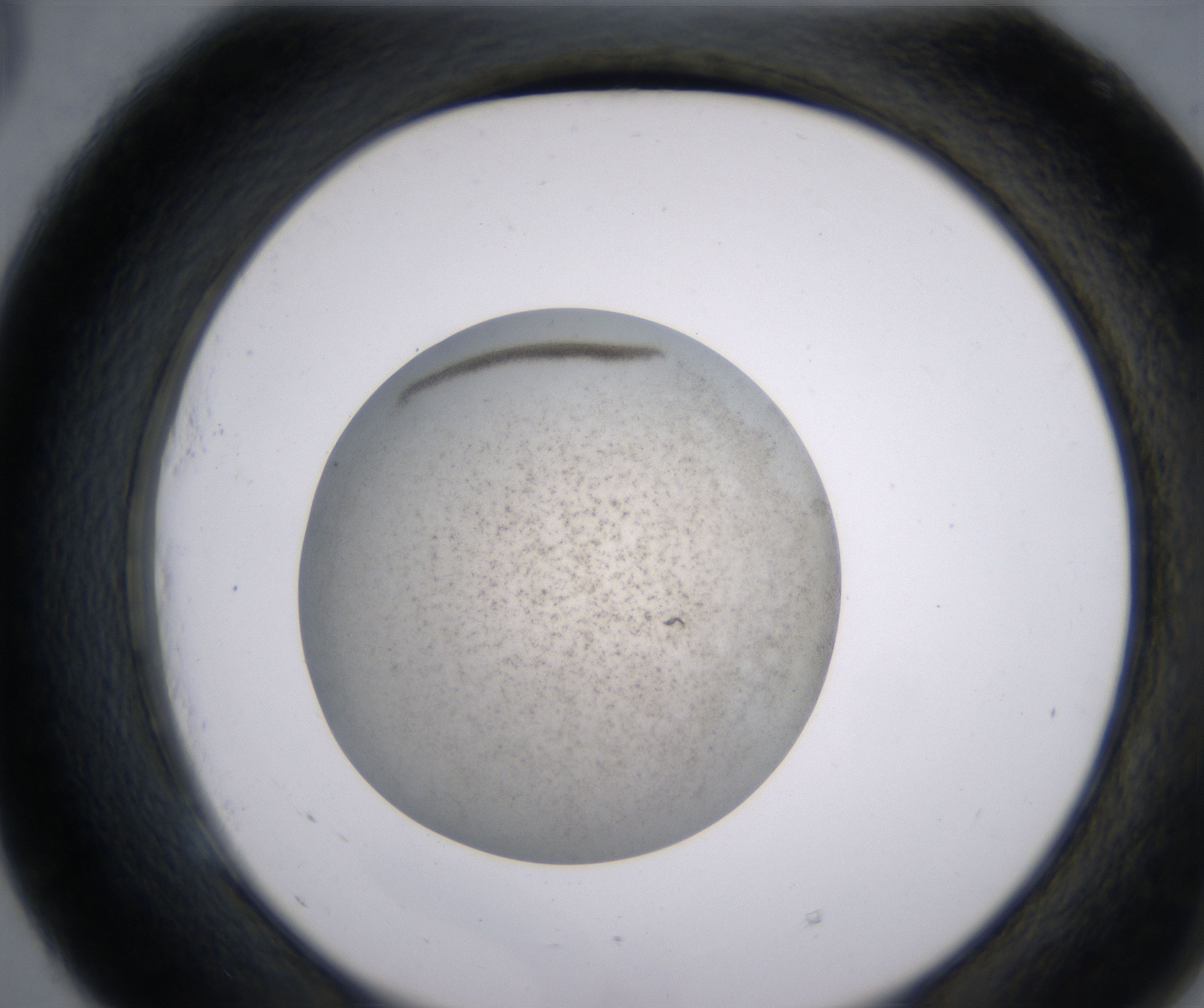 E5_HighResolution_Precipitate_2.jpg