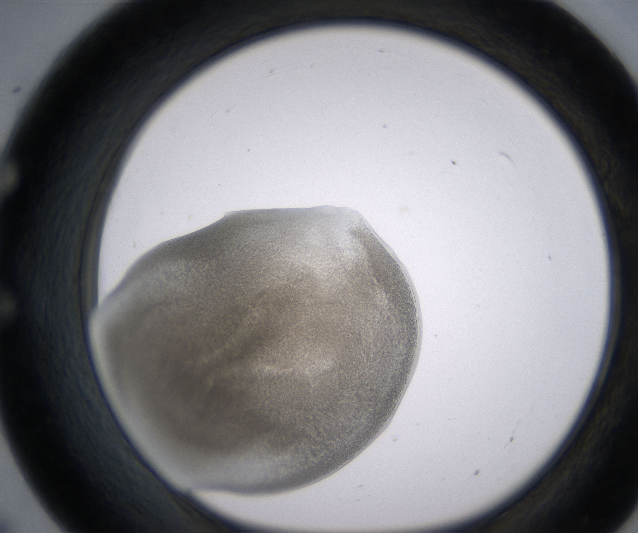 E7_HighResolution_Precipitate_1.jpg