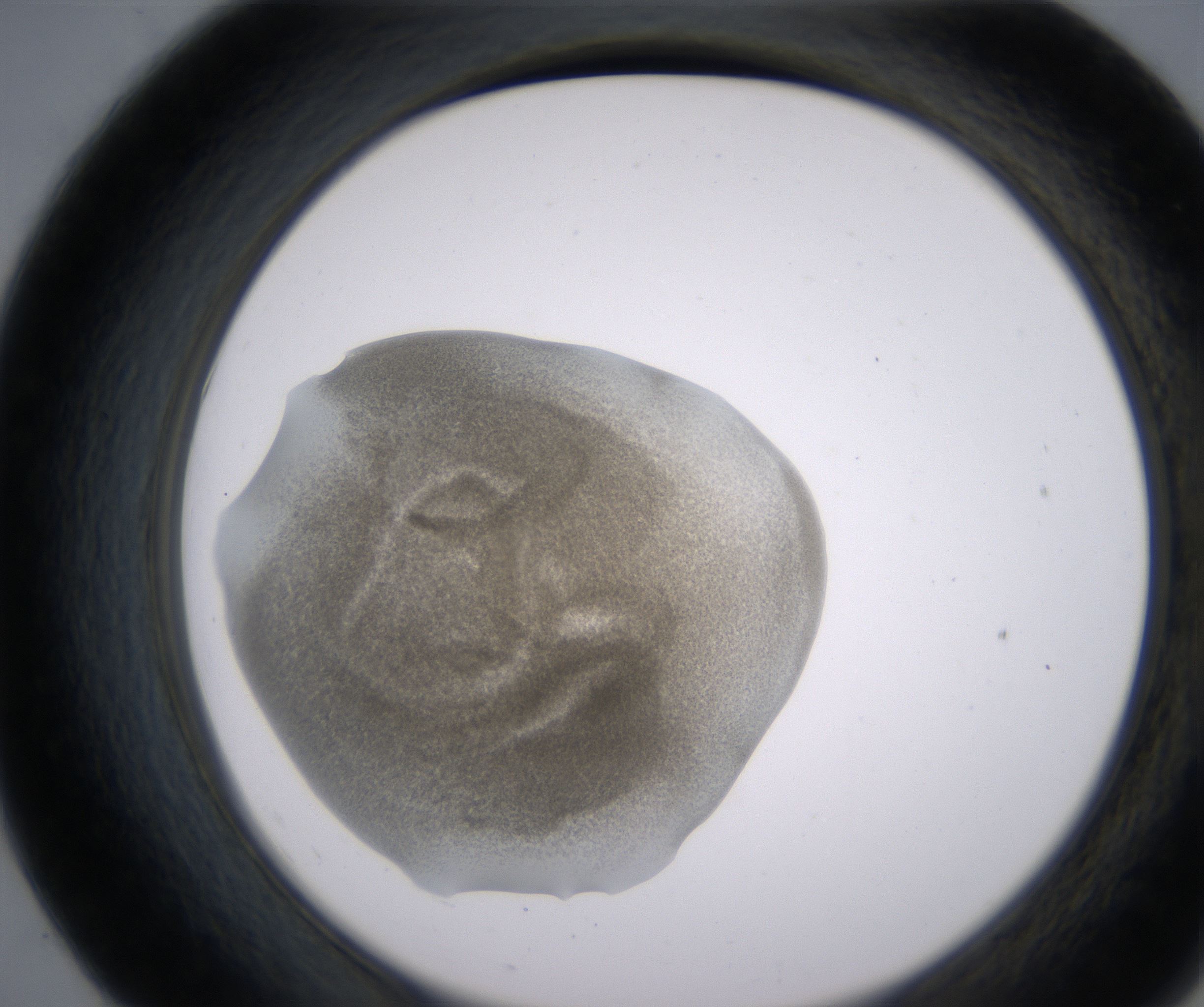 E7_HighResolution_Precipitate_2.jpg