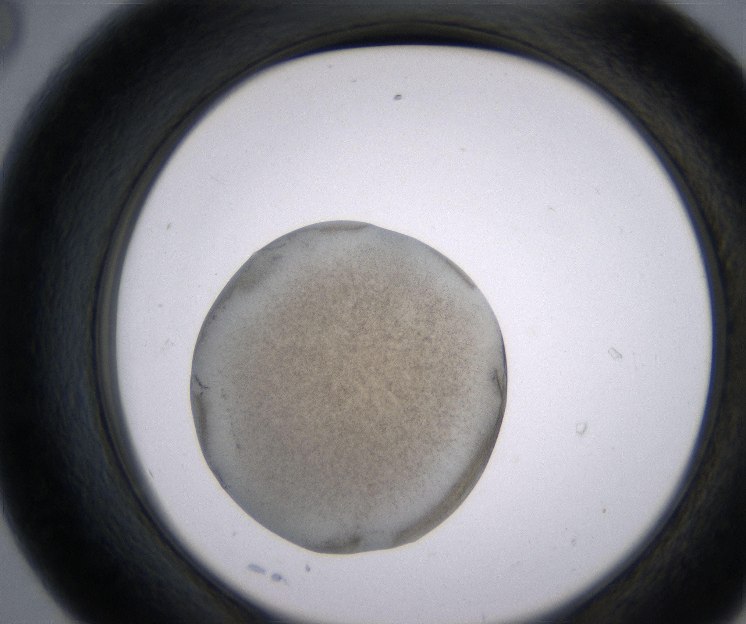 E8_HighResolution_Precipitate_2.jpg