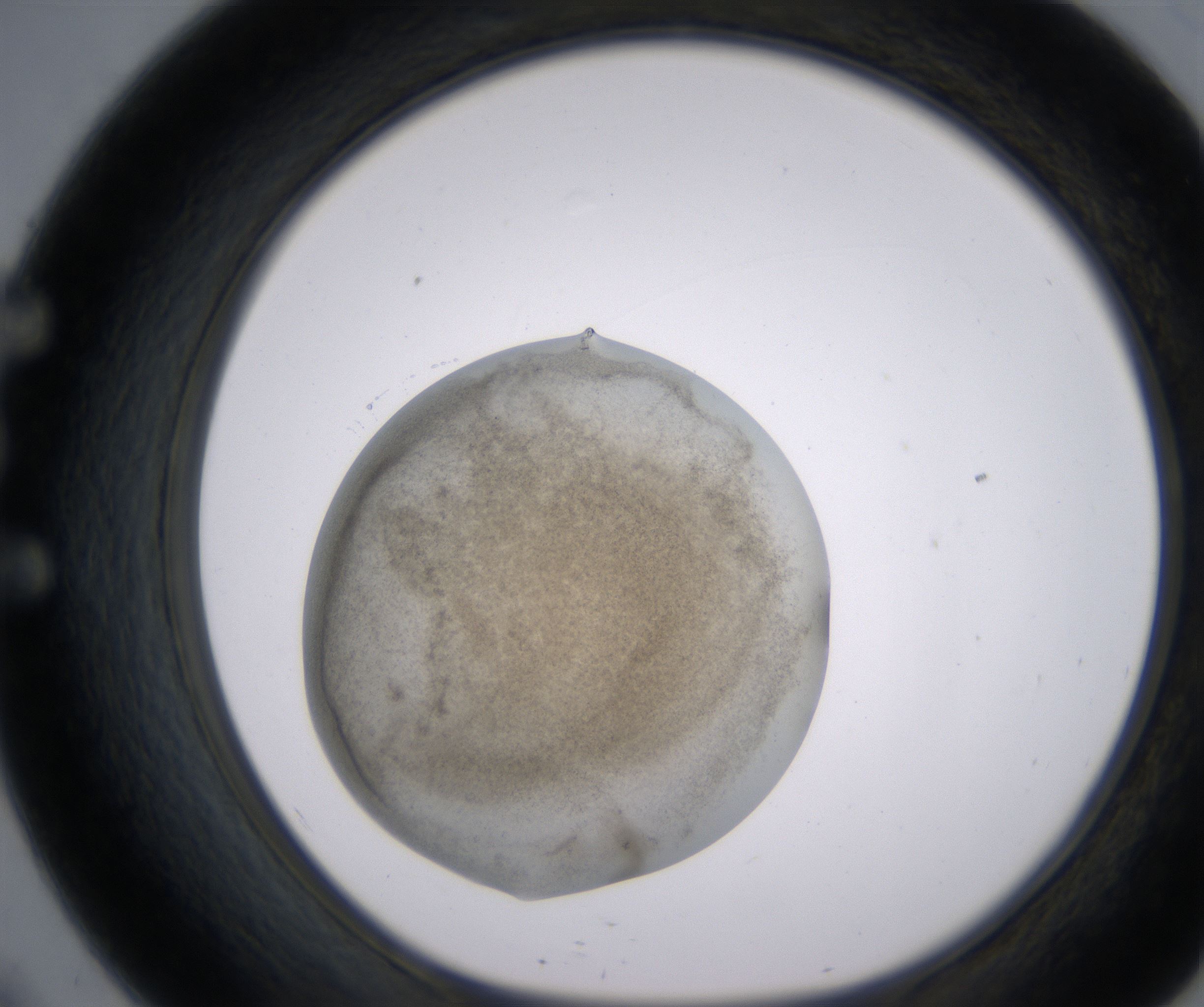 E9_HighResolution_Precipitate_1.jpg