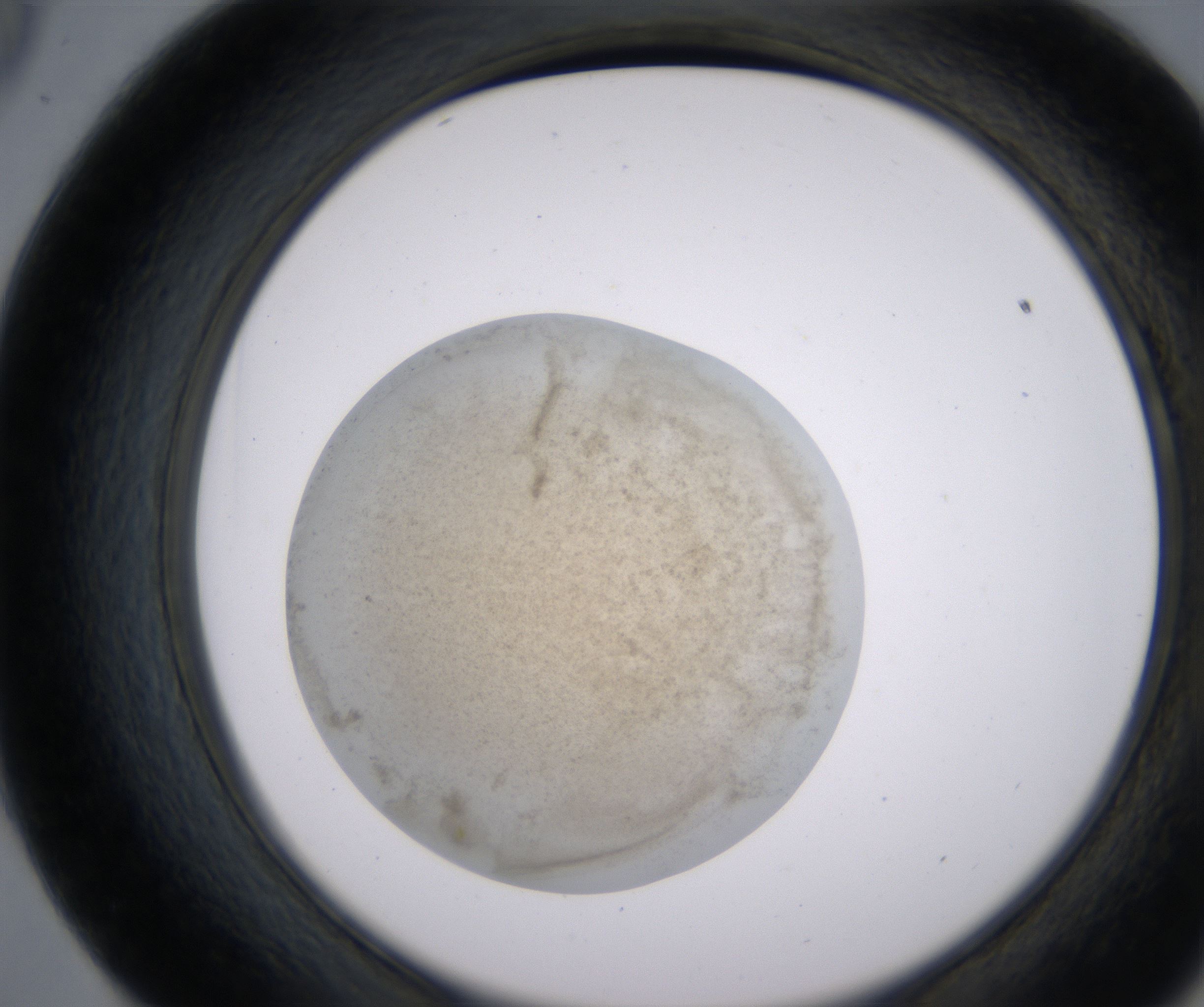 E9_HighResolution_Precipitate_2.jpg