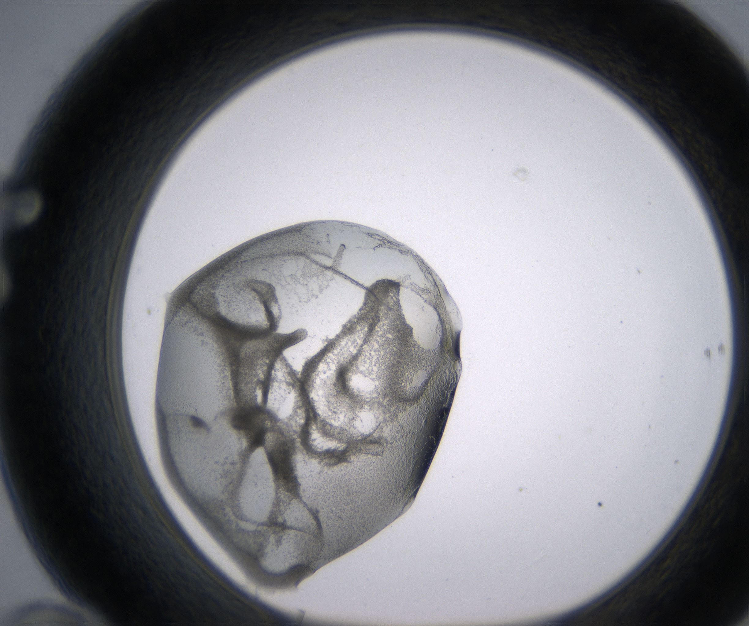 F10_HighResolution_Precipitate_1.jpg