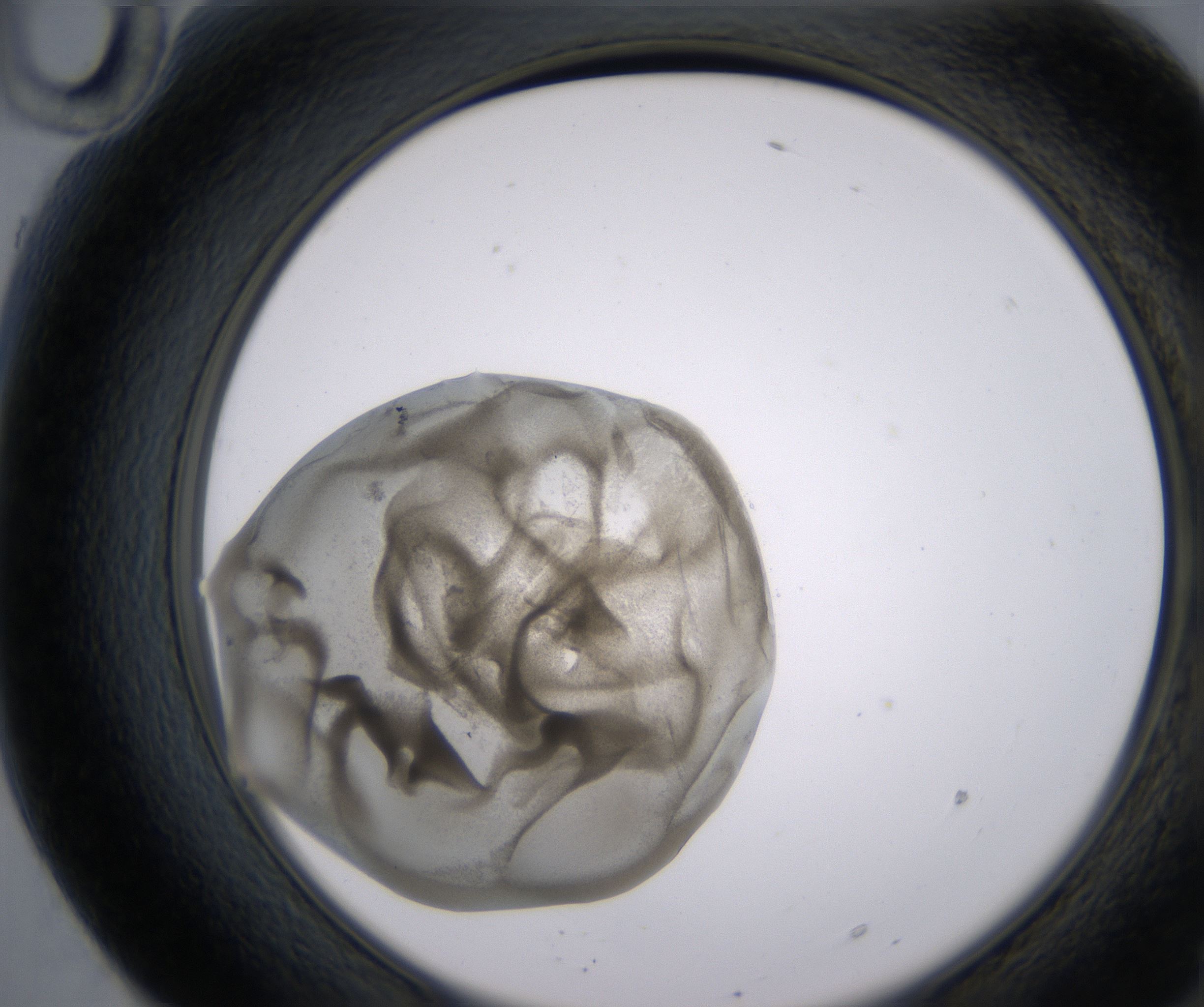 F10_HighResolution_Precipitate_2.jpg