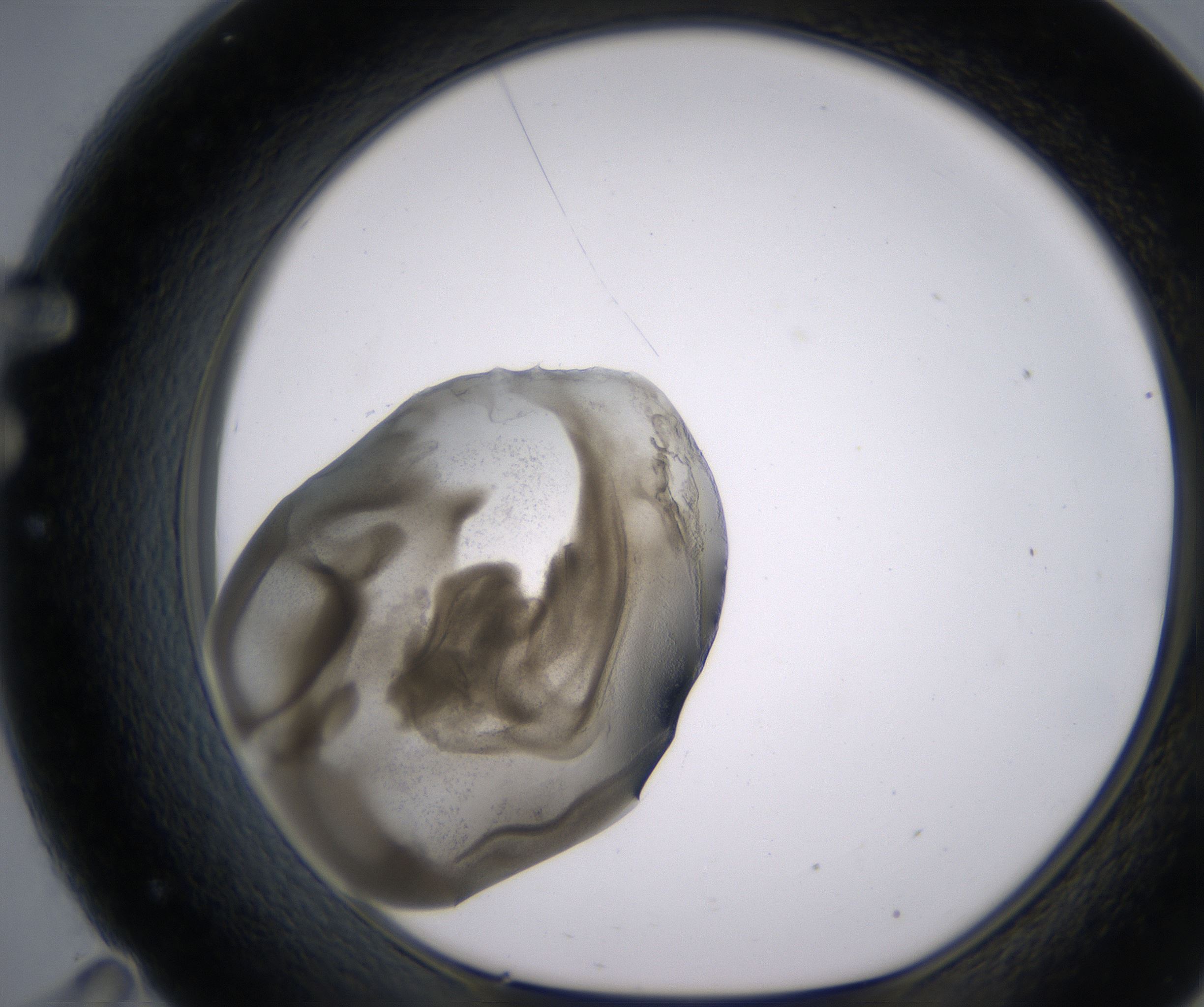 F11_HighResolution_Precipitate_1.jpg