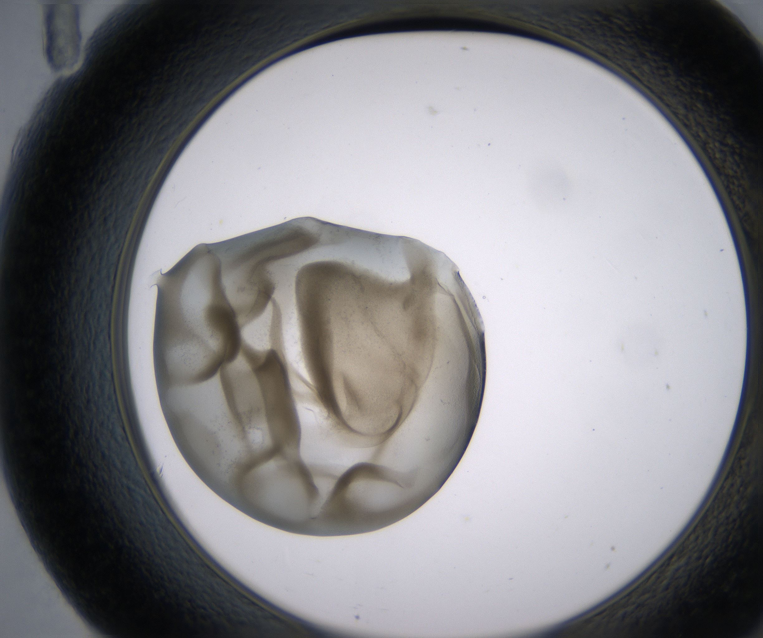 F11_HighResolution_Precipitate_2.jpg