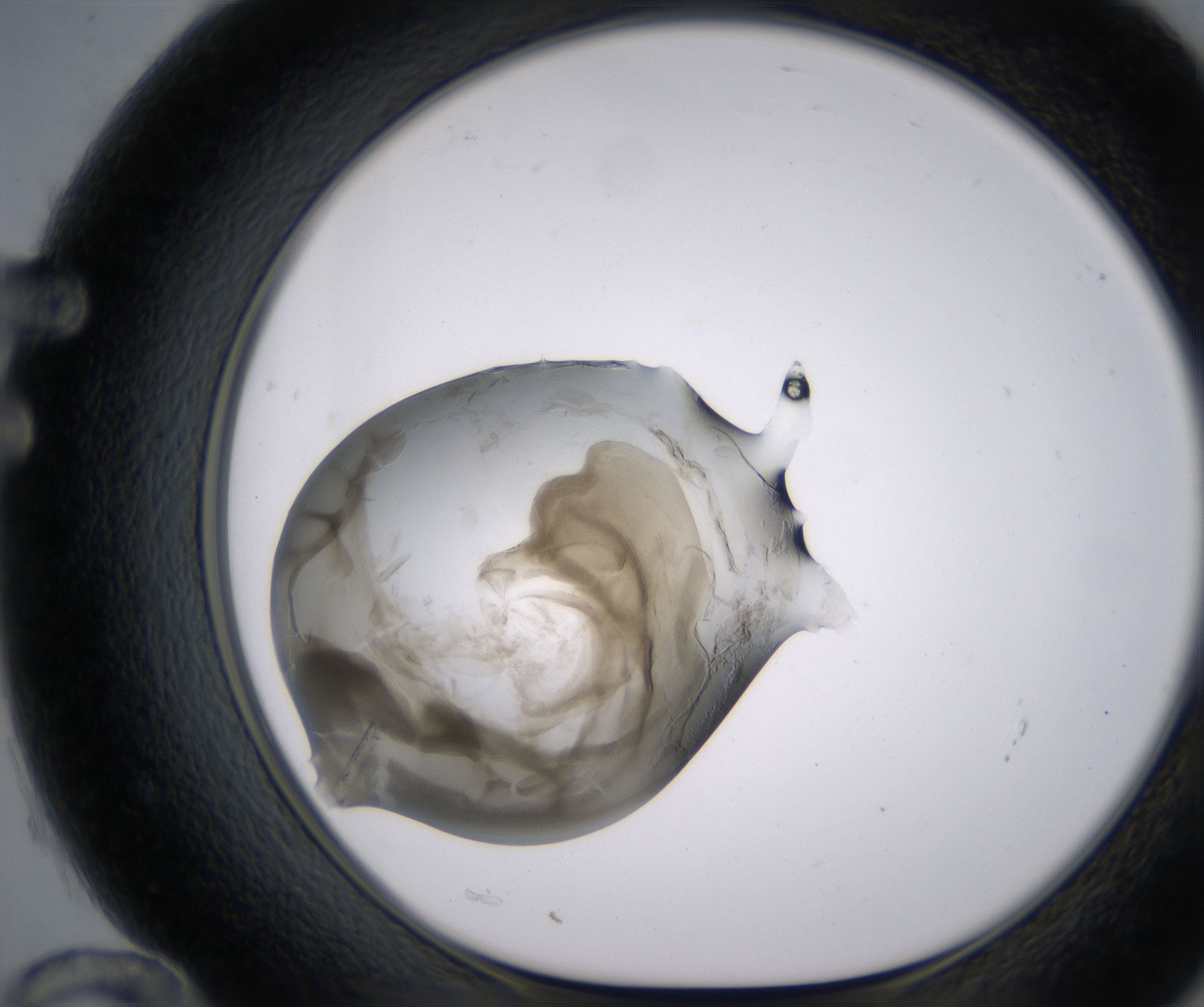 F12_HighResolution_Precipitate_1.jpg
