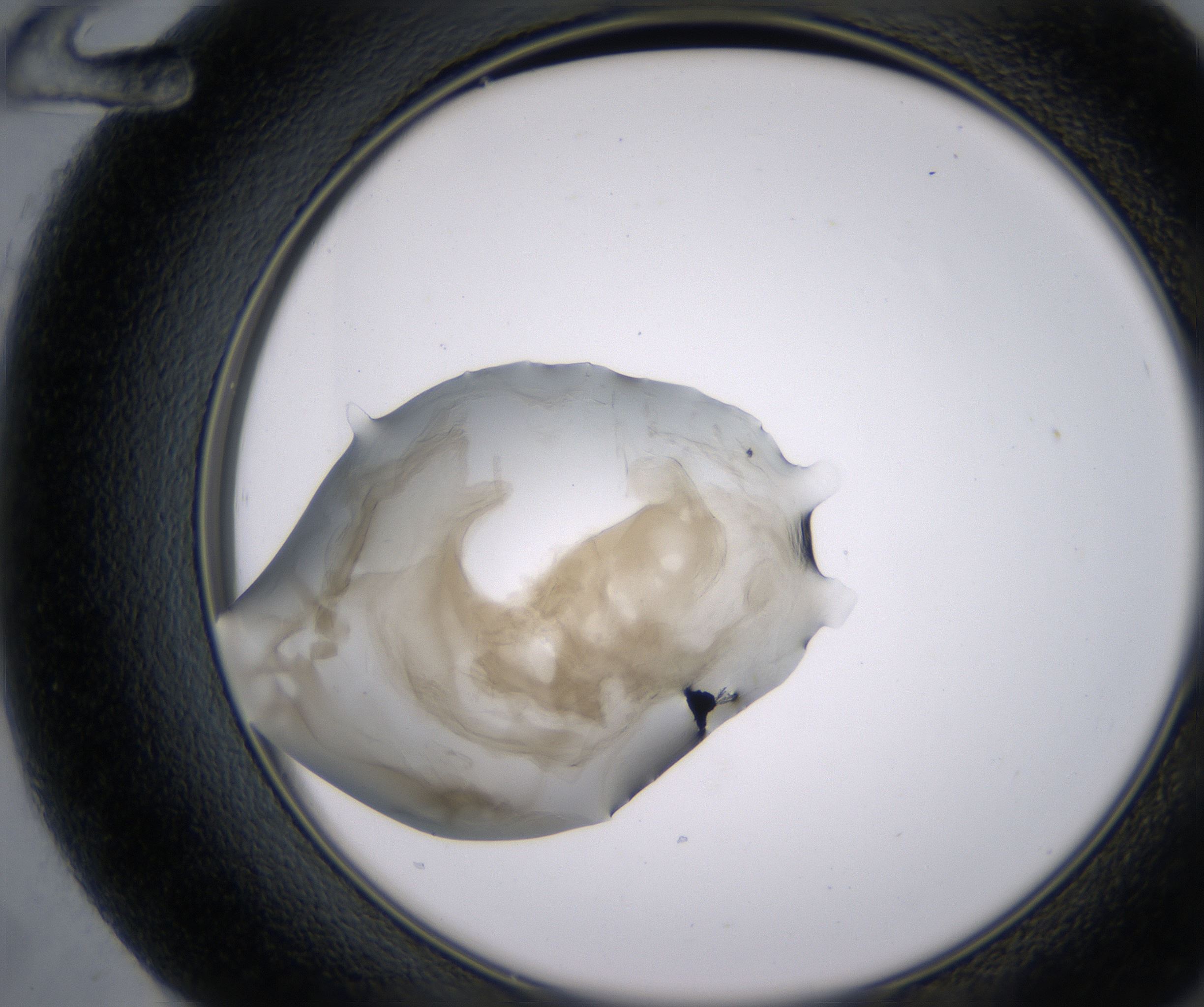 F12_HighResolution_Precipitate_2.jpg