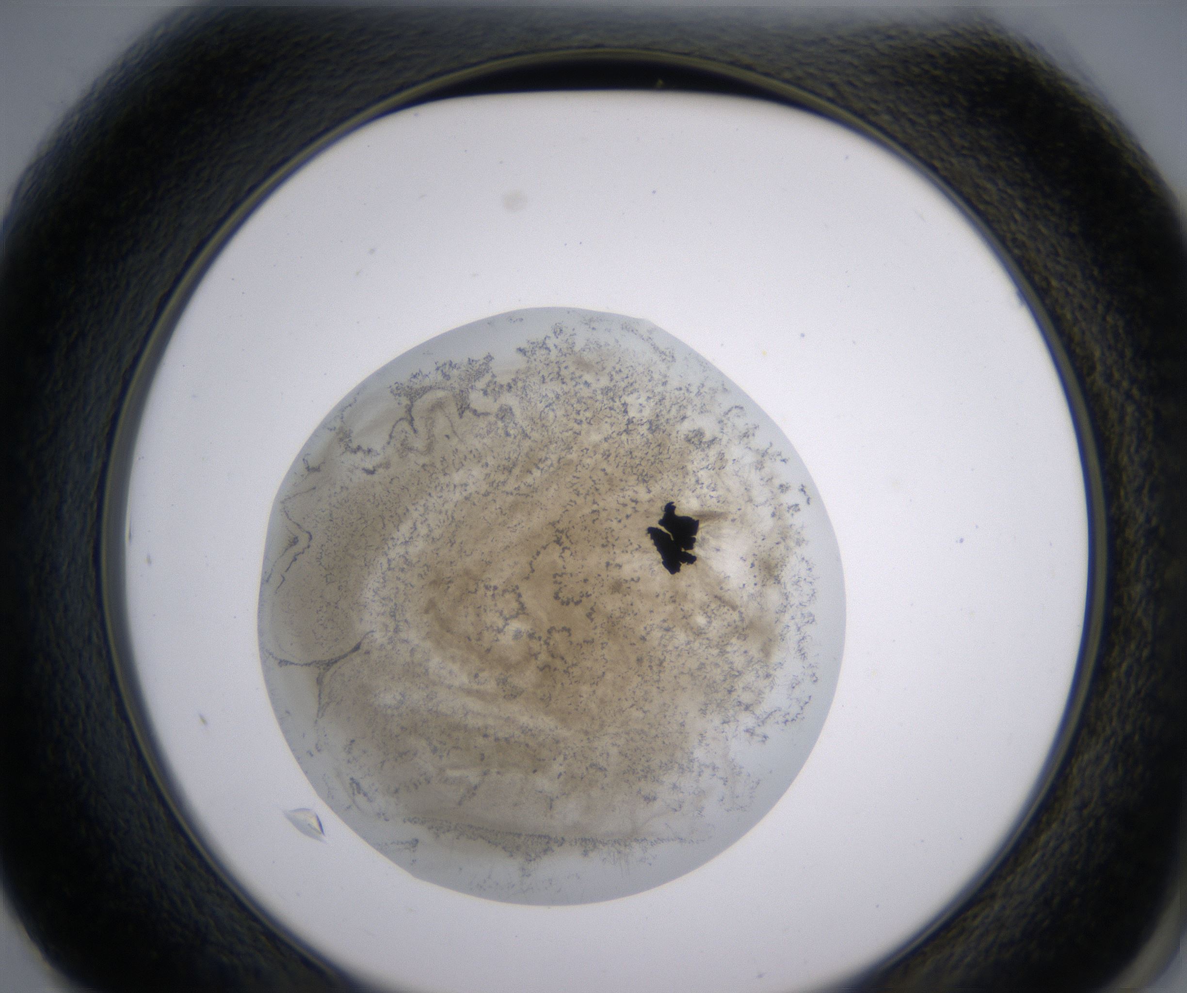 F1_HighResolution_Precipitate_2.jpg