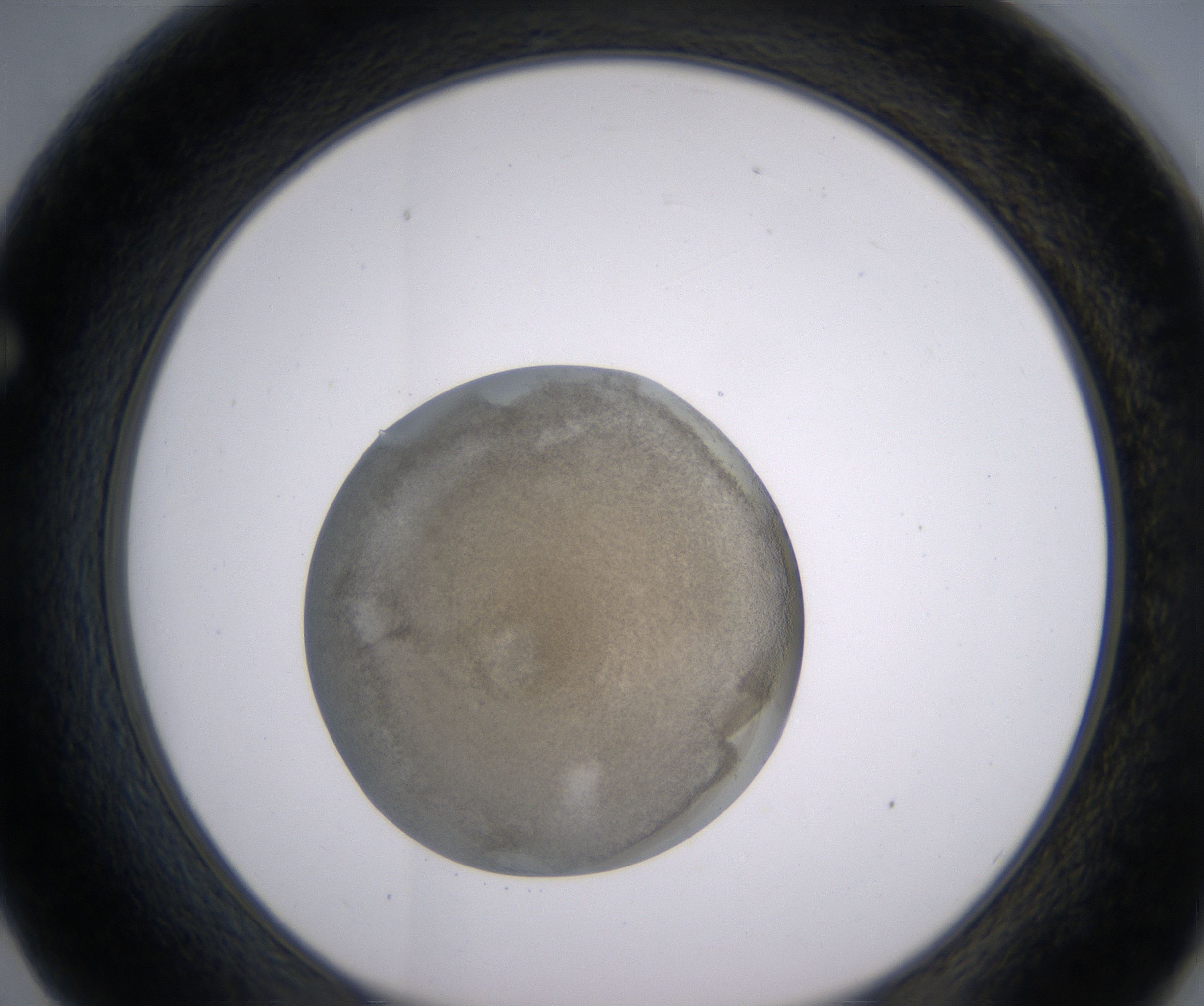 F2_HighResolution_Precipitate_1.jpg