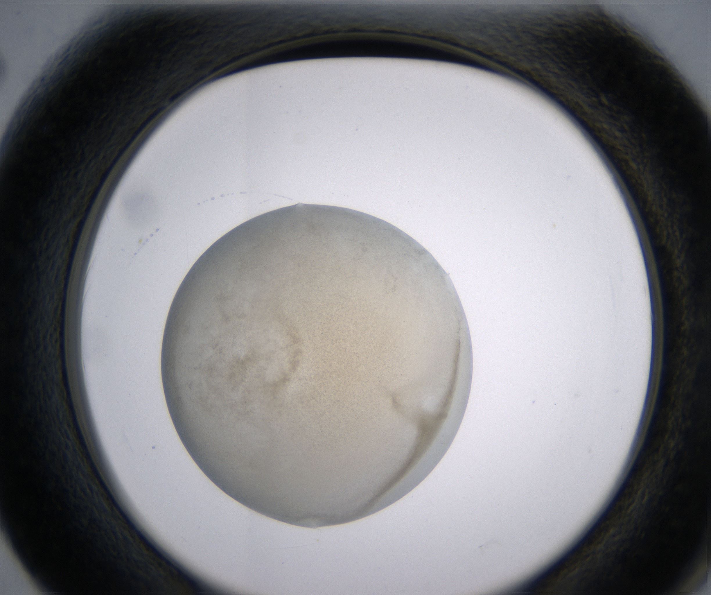 F2_HighResolution_Precipitate_2.jpg