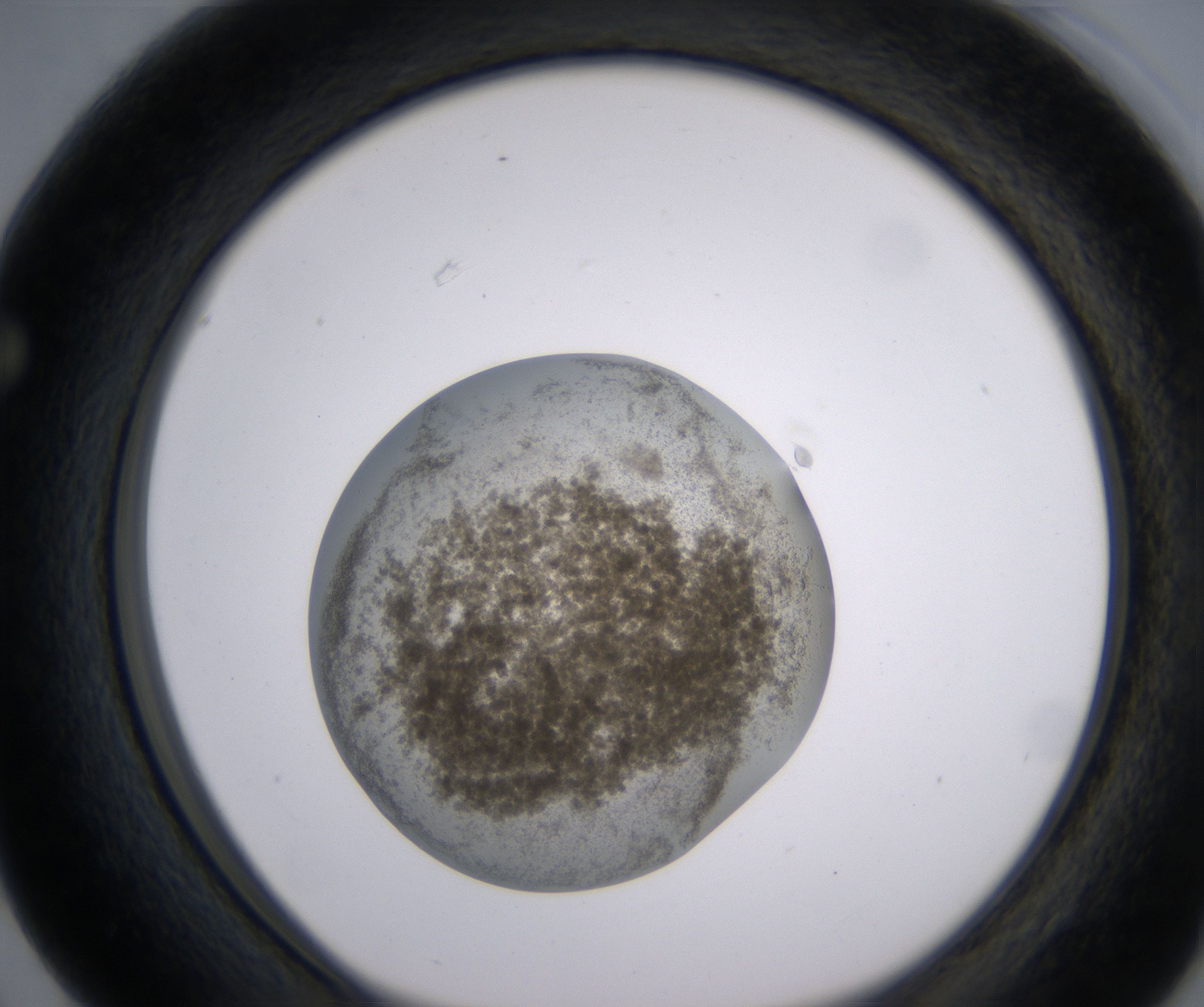 F3_HighResolution_Precipitate_1.jpg