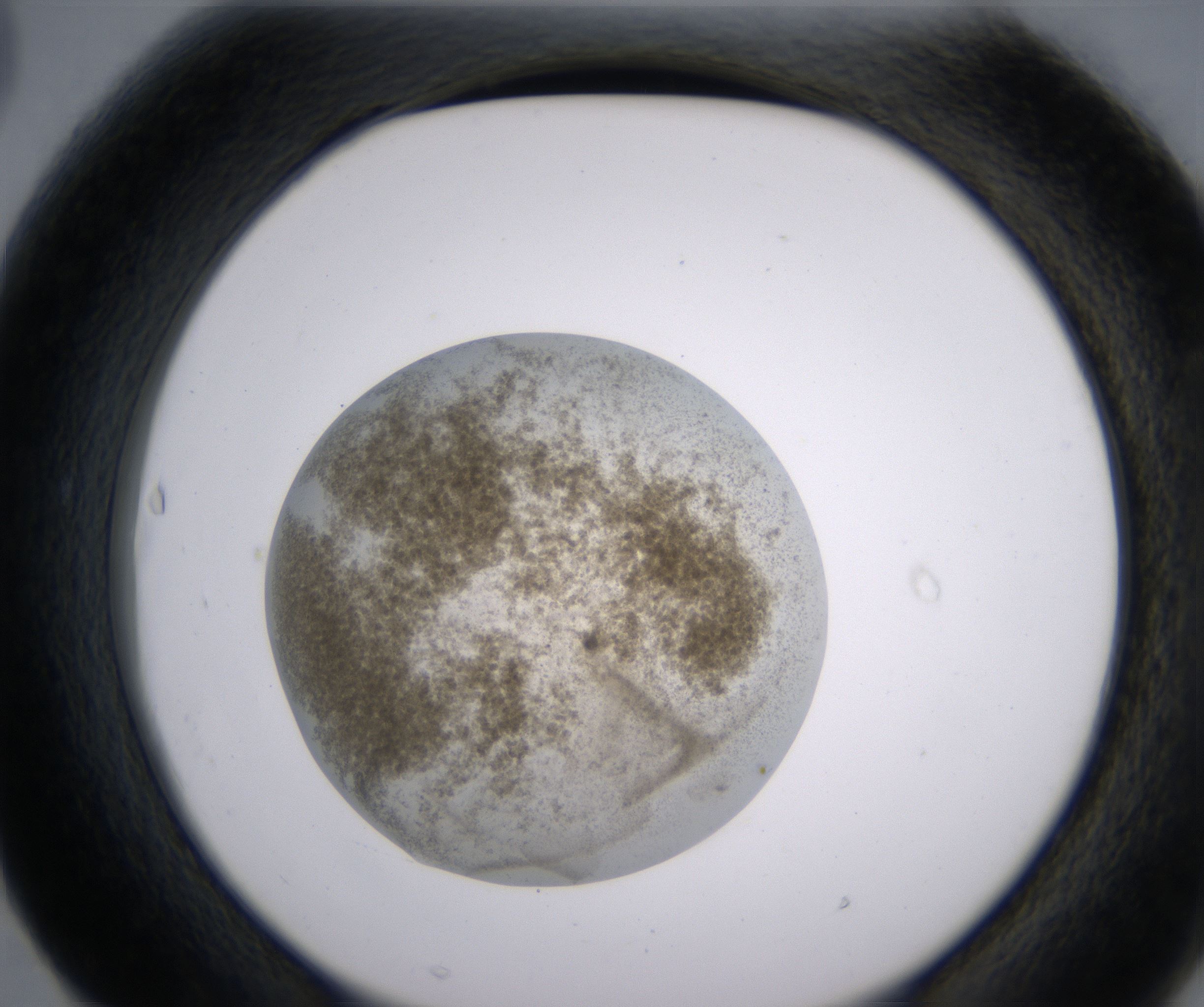 F3_HighResolution_Precipitate_2.jpg