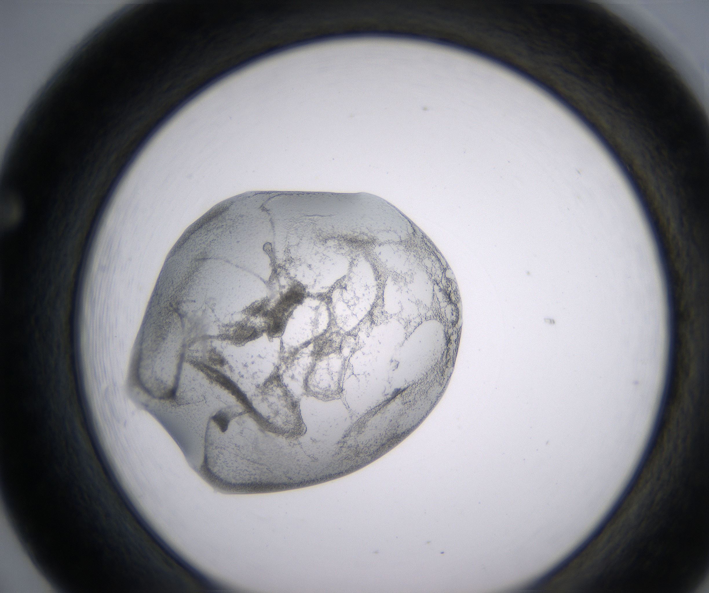 F5_HighResolution_Precipitate_1.jpg