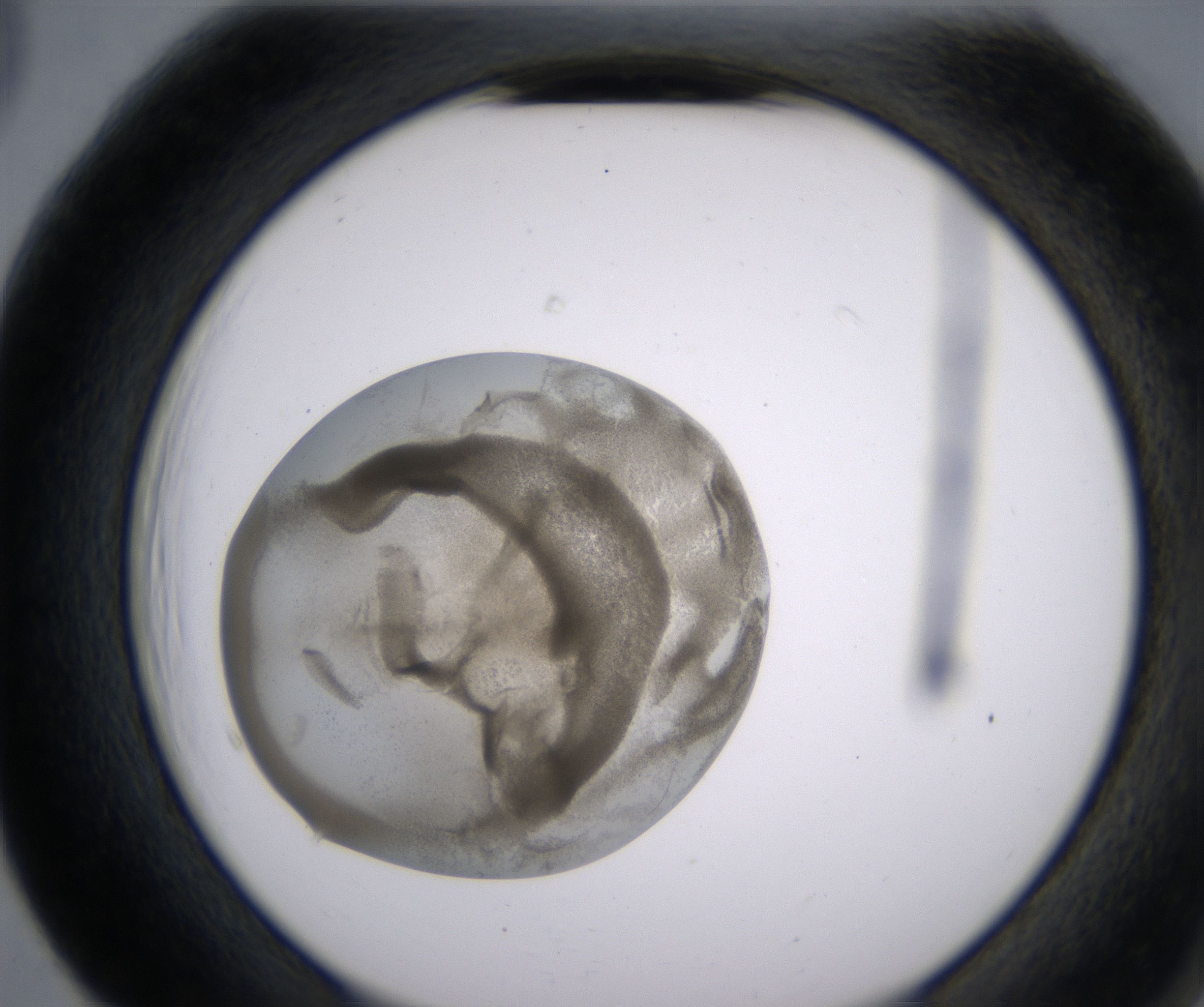F5_HighResolution_Precipitate_2.jpg
