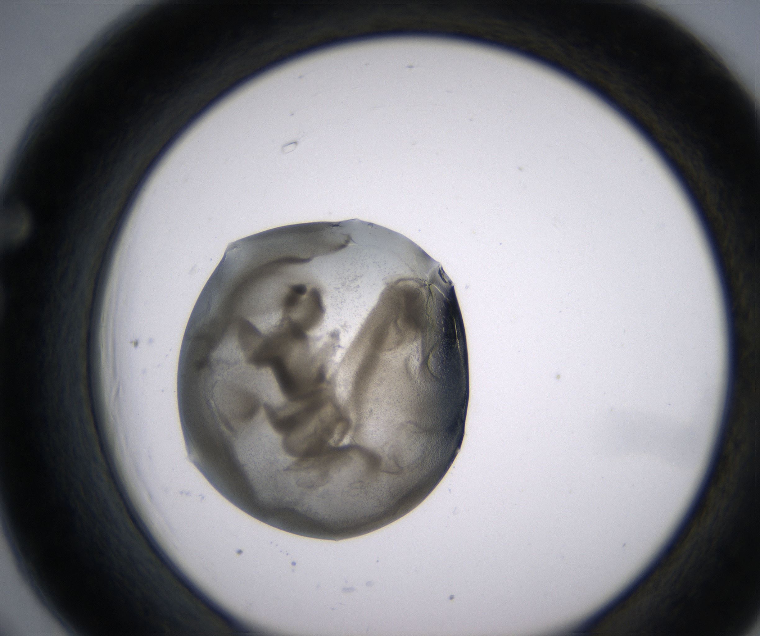 F6_HighResolution_Precipitate_1.jpg