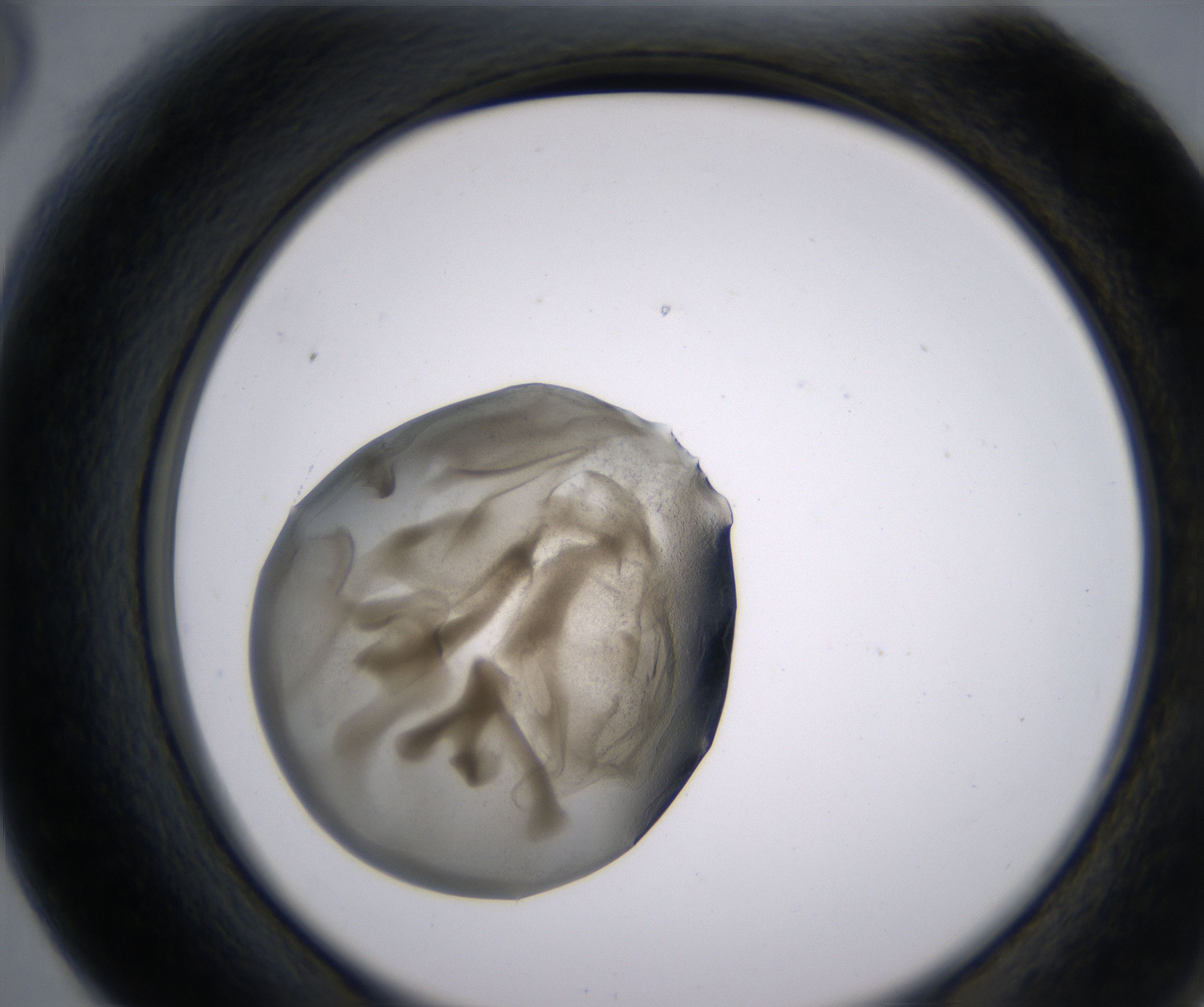 F6_HighResolution_Precipitate_2.jpg