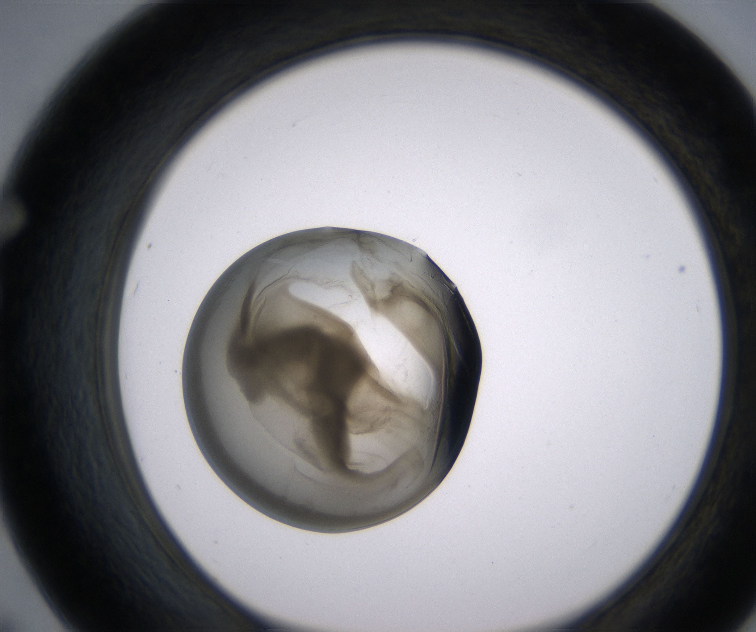 F7_HighResolution_Precipitate_1.jpg