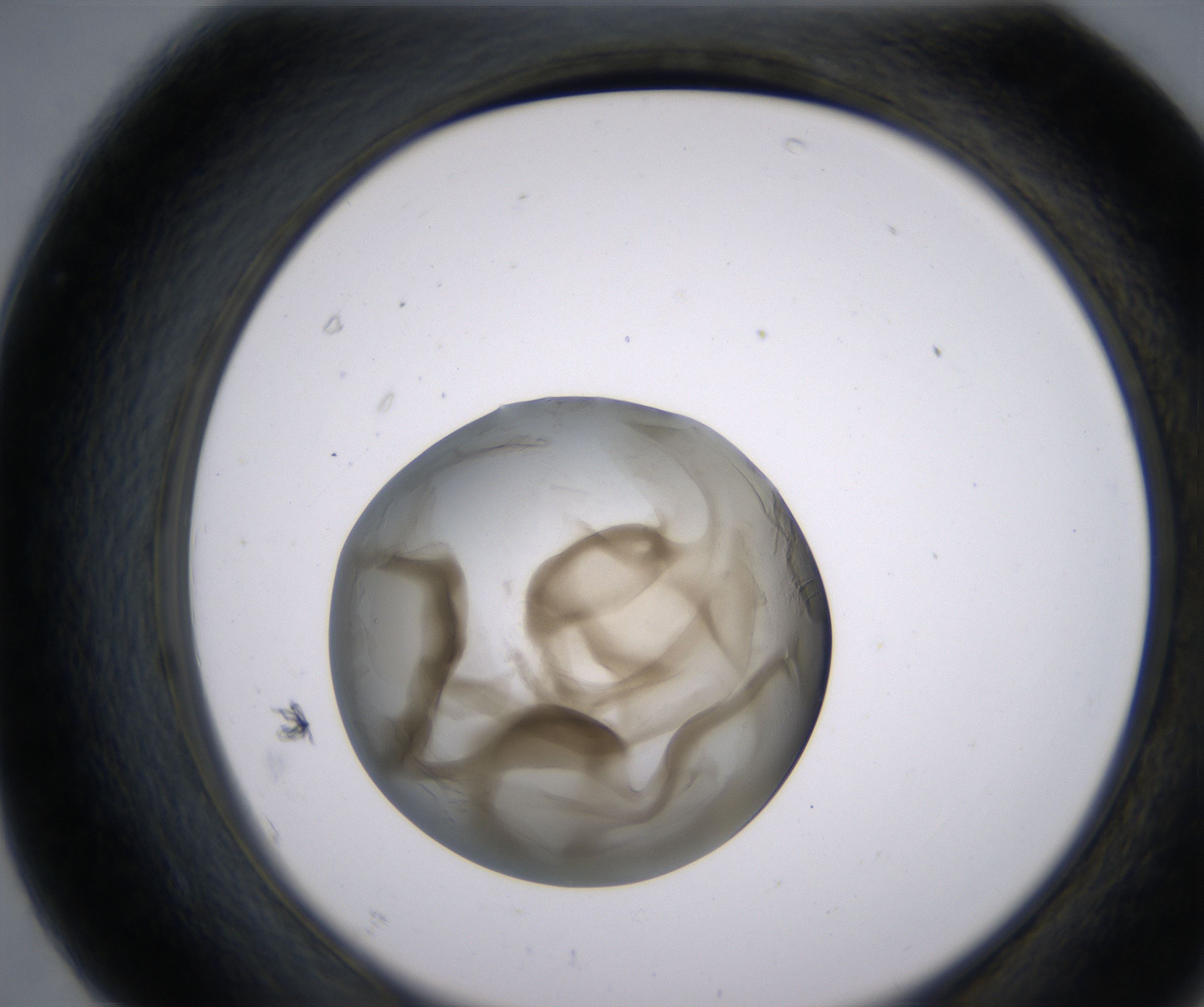 F7_HighResolution_Precipitate_2.jpg