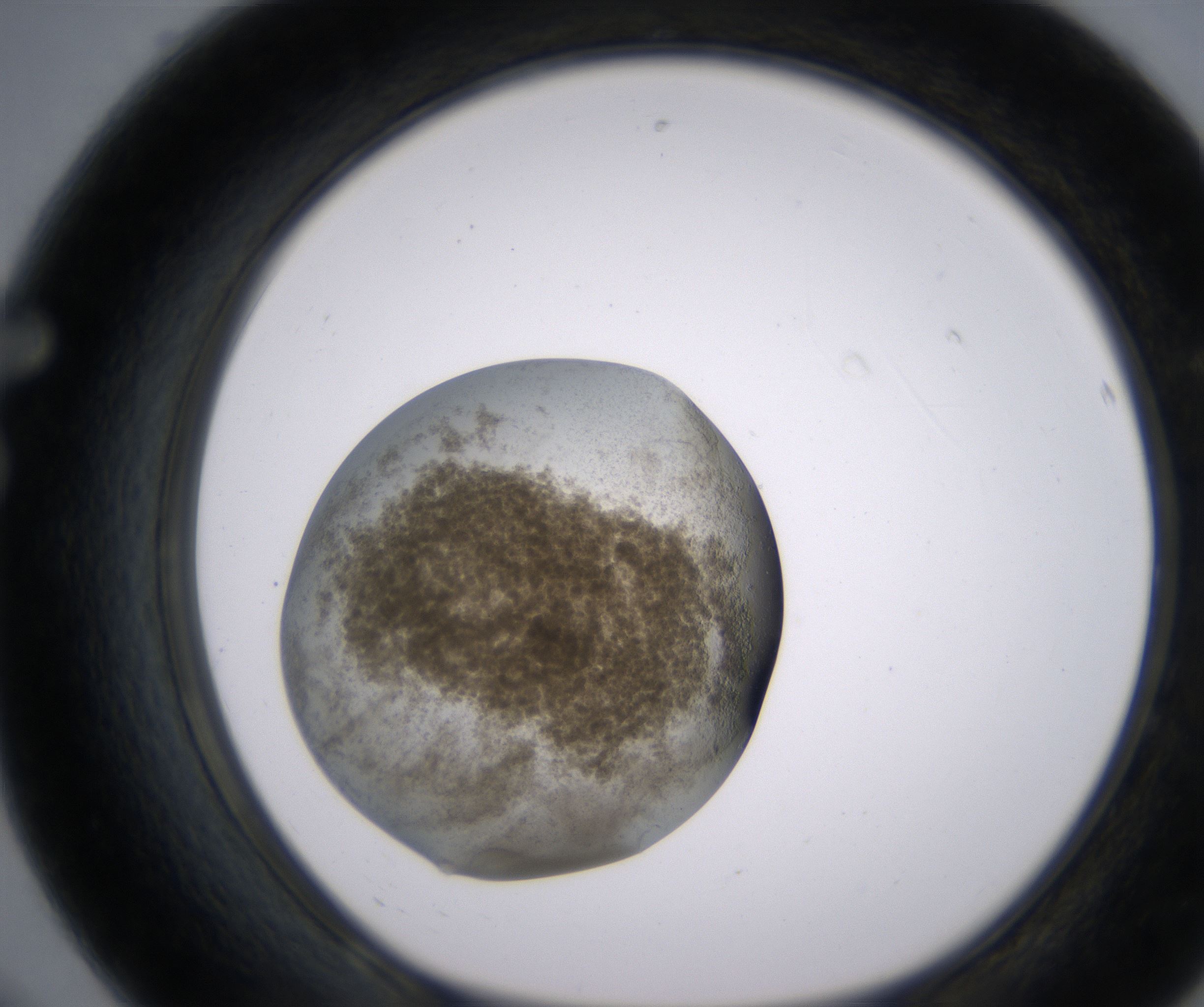 F8_HighResolution_Precipitate_1.jpg