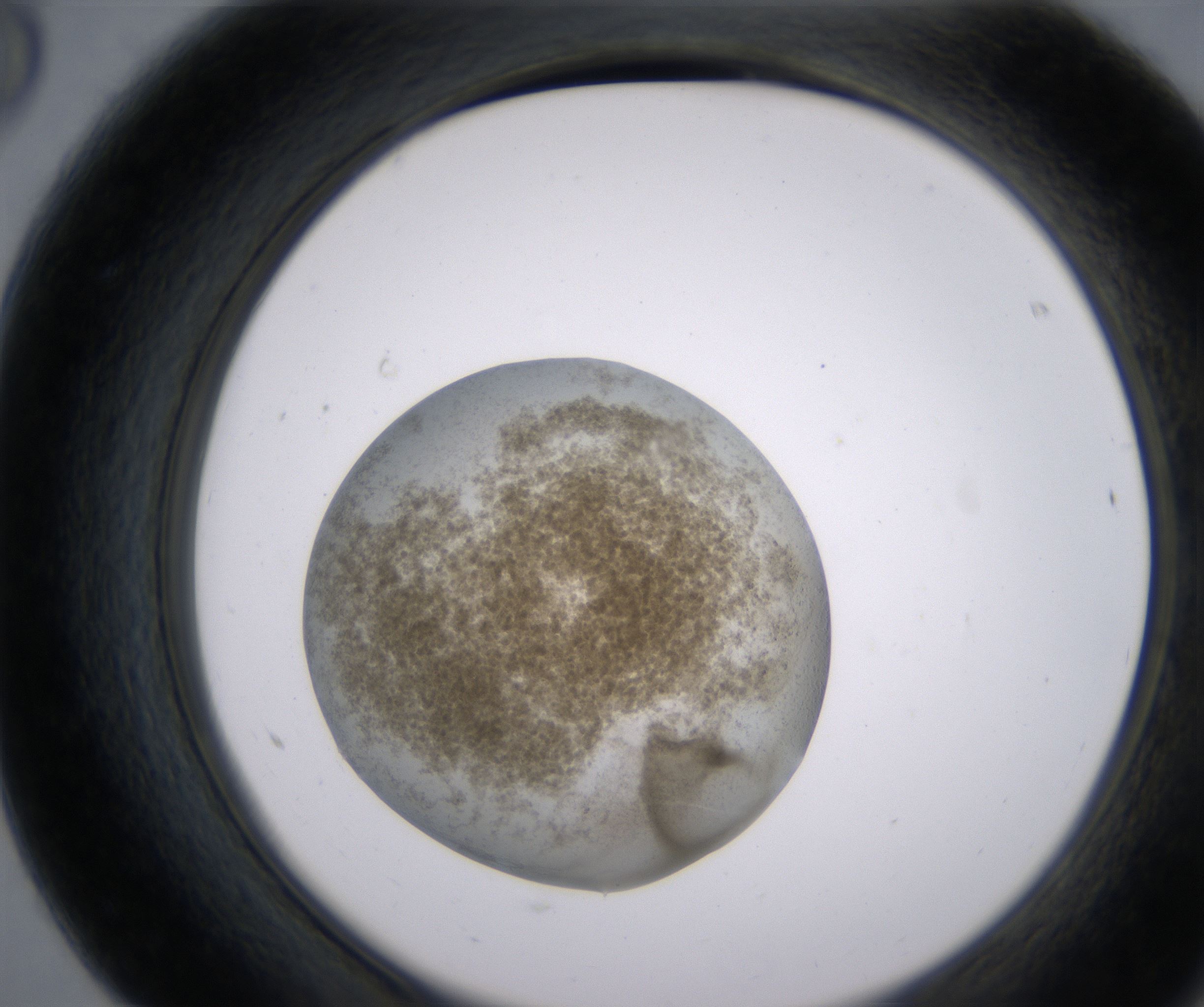 F8_HighResolution_Precipitate_2.jpg