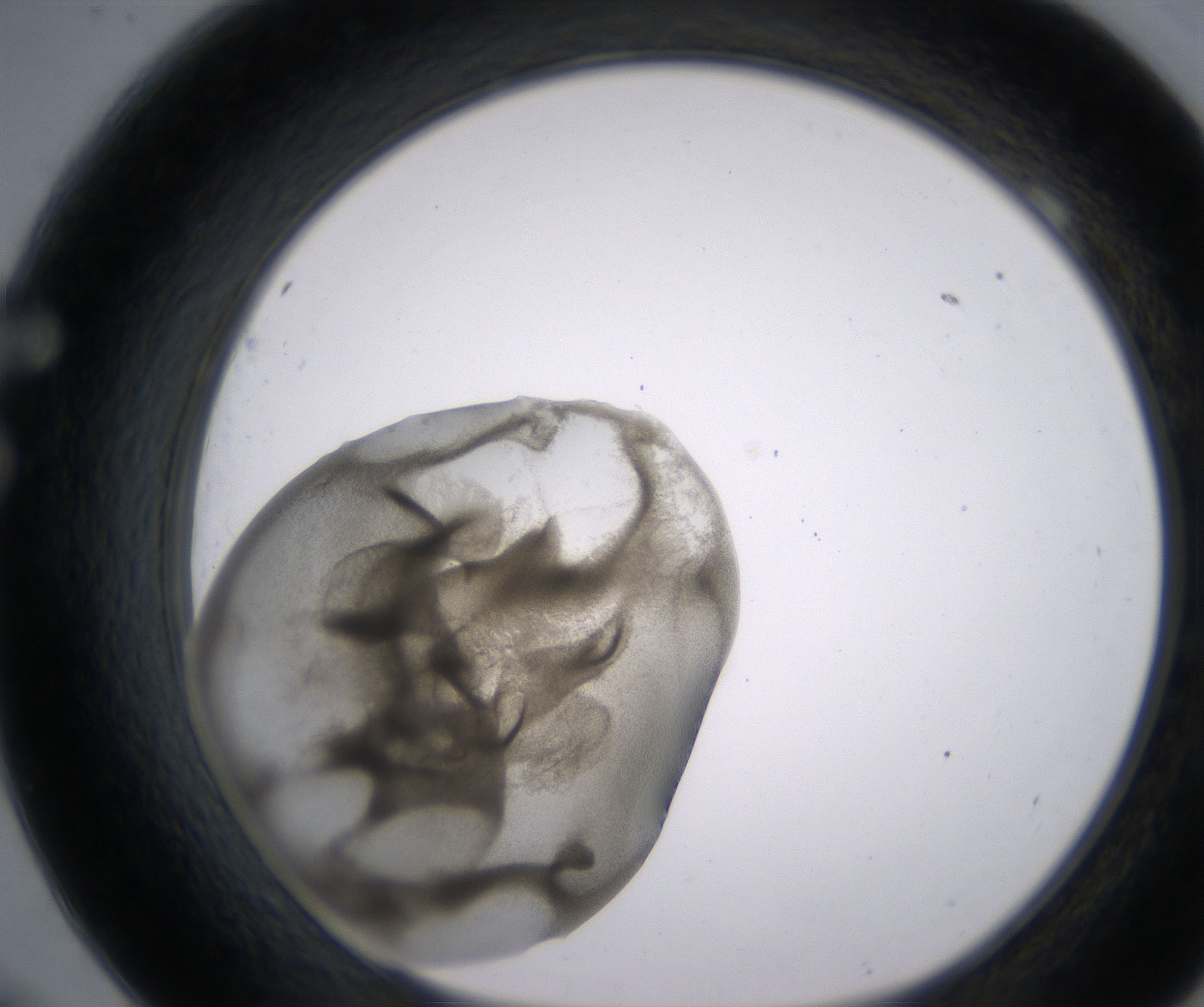 F9_HighResolution_Precipitate_1.jpg