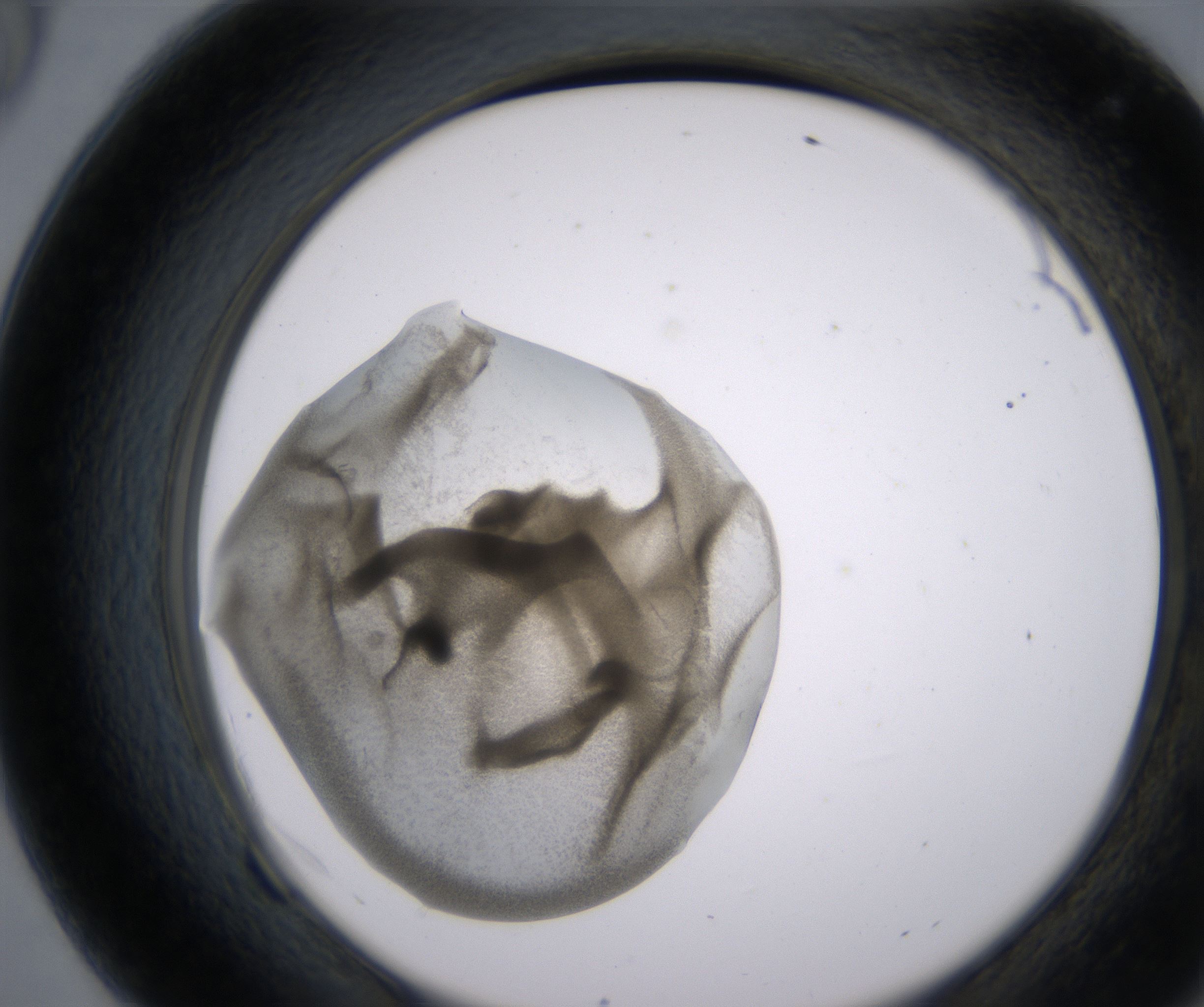F9_HighResolution_Precipitate_2.jpg