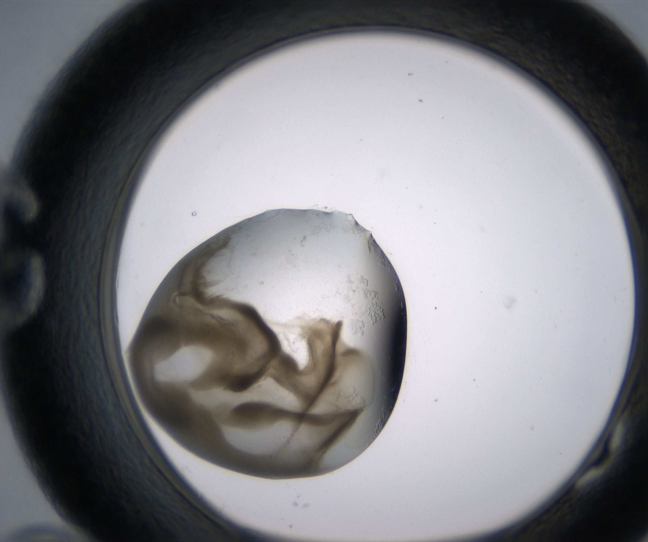 G10_HighResolution_Precipitate_1.jpg