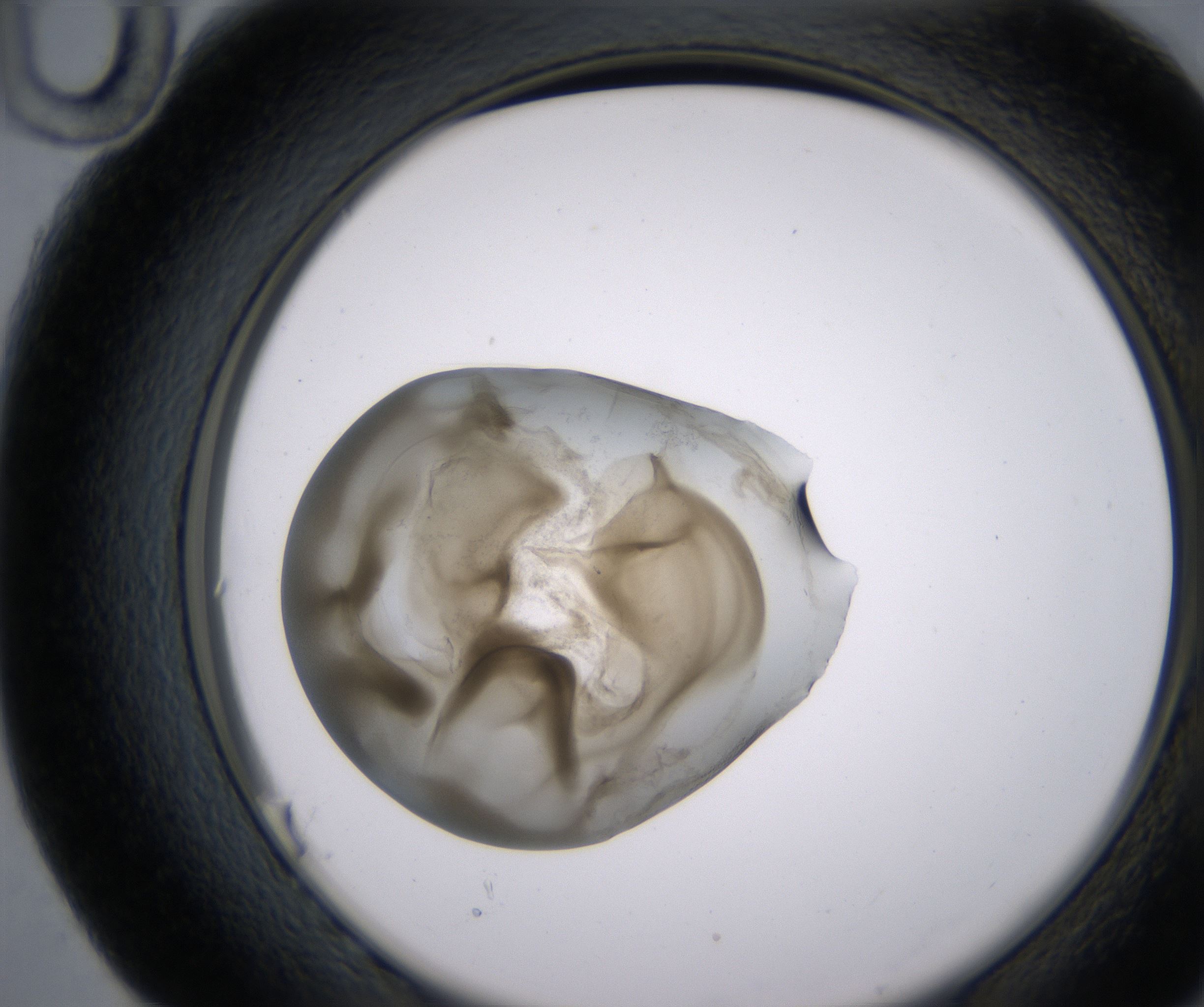 G10_HighResolution_Precipitate_2.jpg