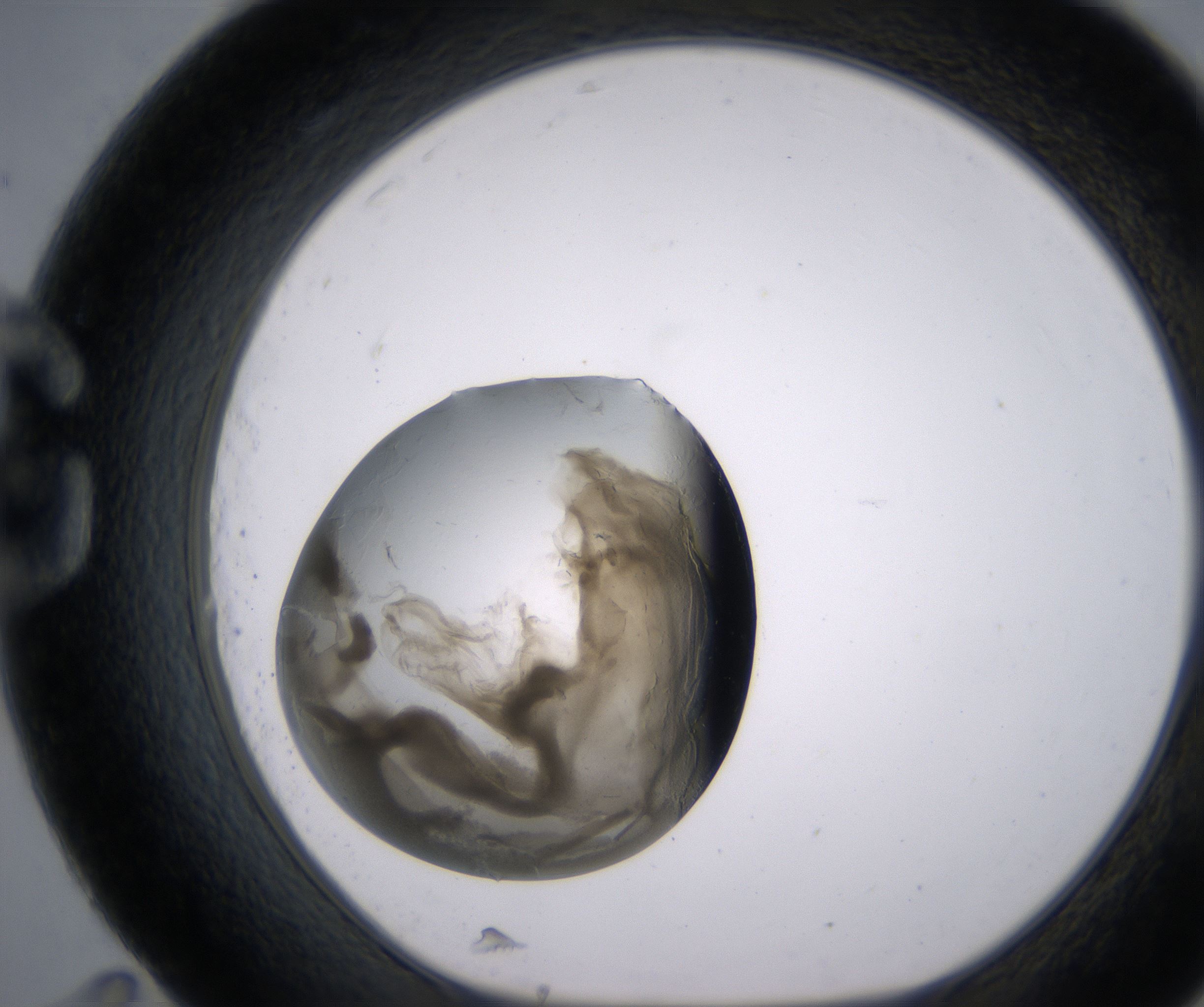 G11_HighResolution_Precipitate_1.jpg