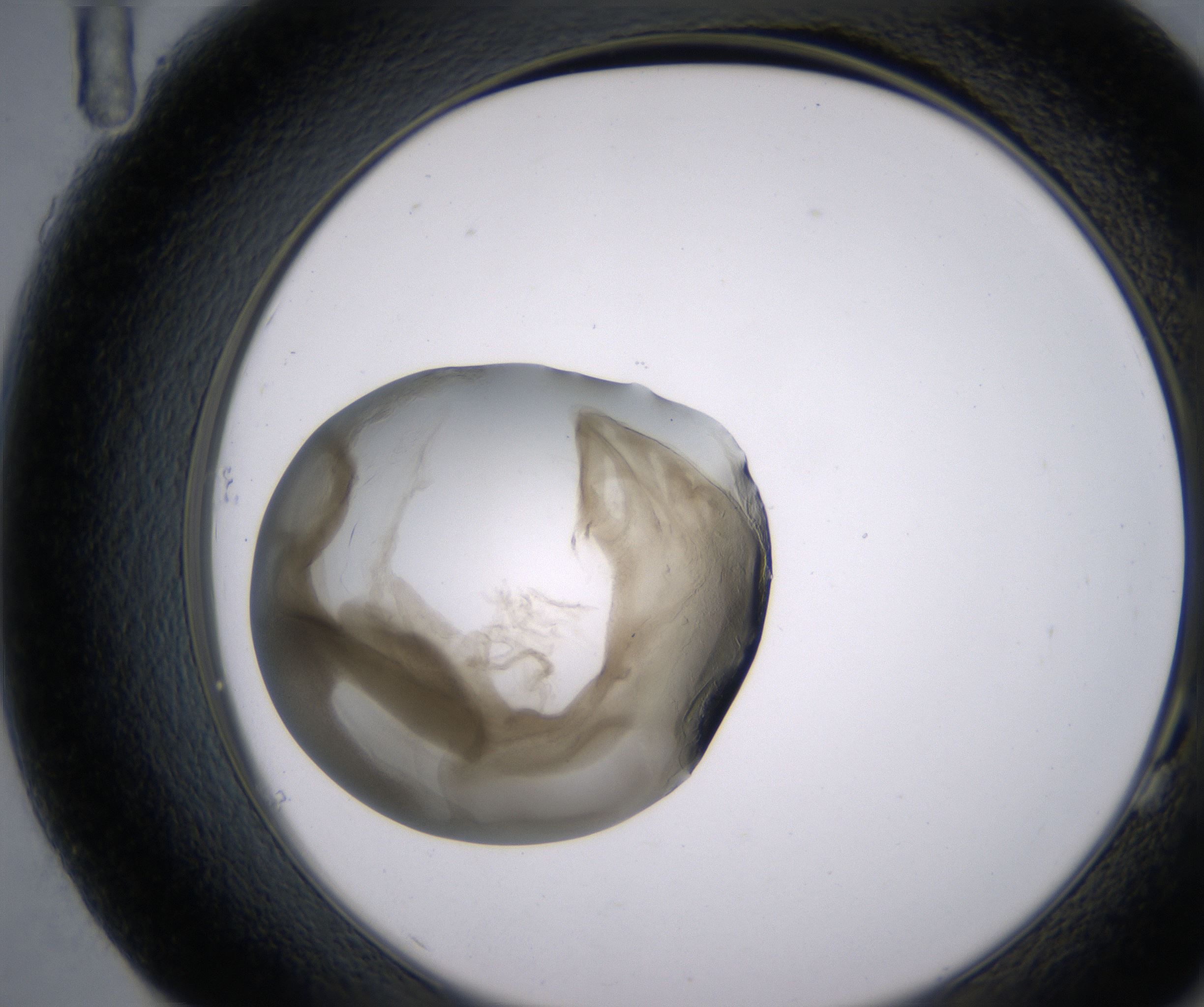 G11_HighResolution_Precipitate_2.jpg