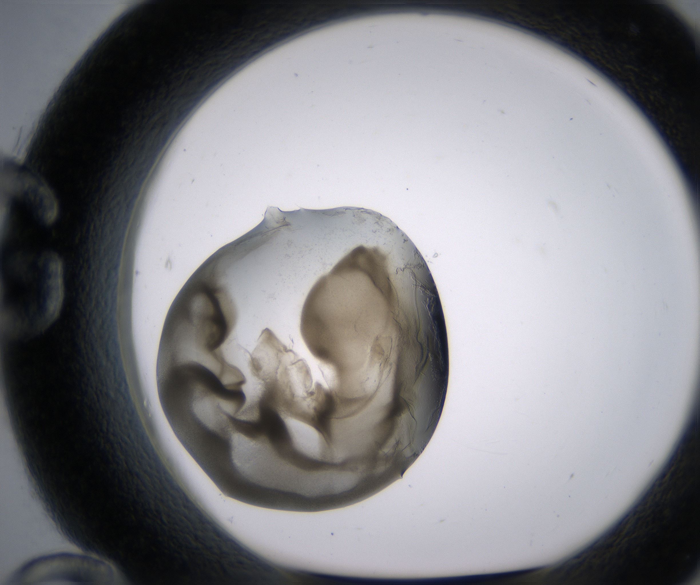 G12_HighResolution_Precipitate_1.jpg