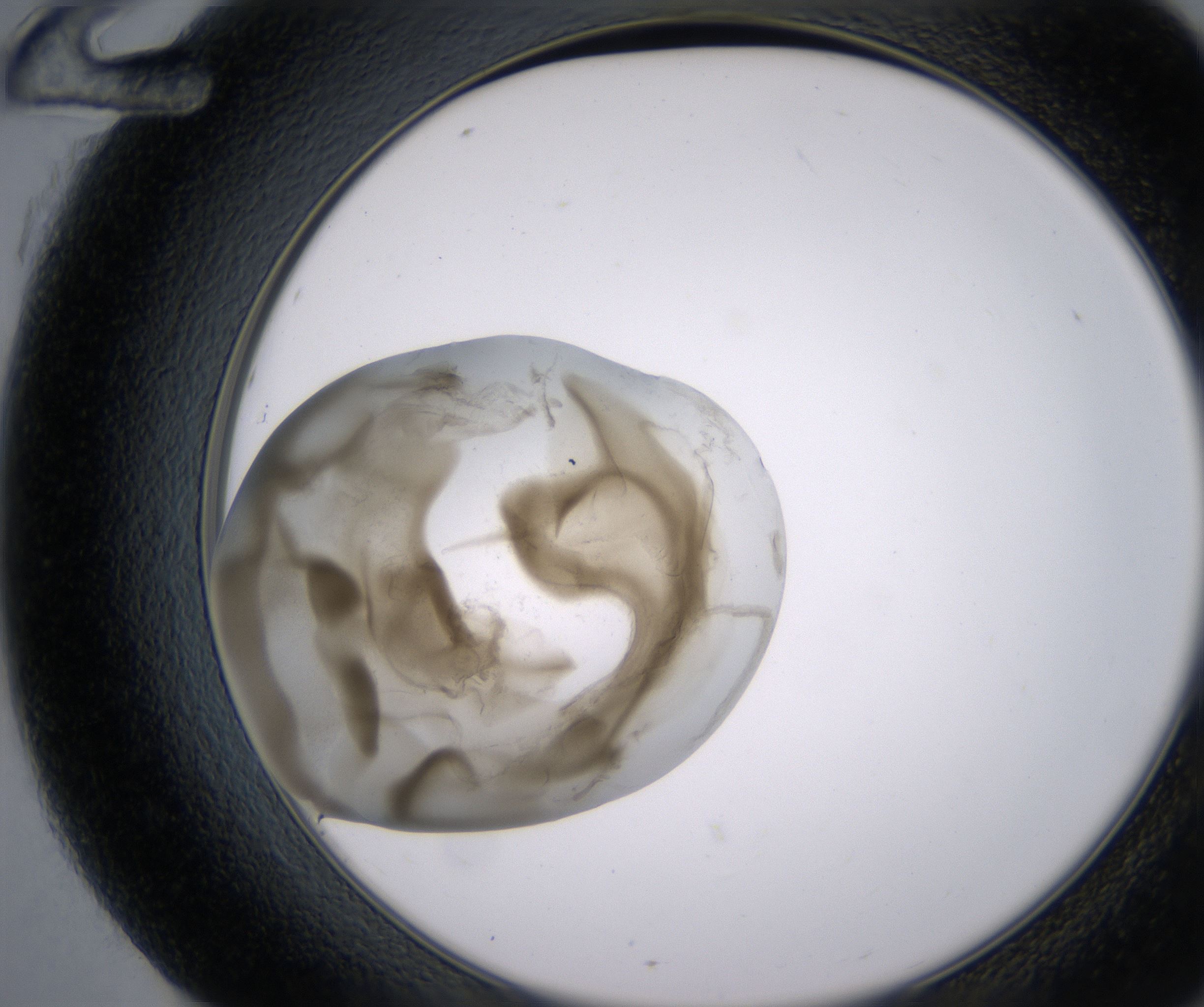G12_HighResolution_Precipitate_2.jpg