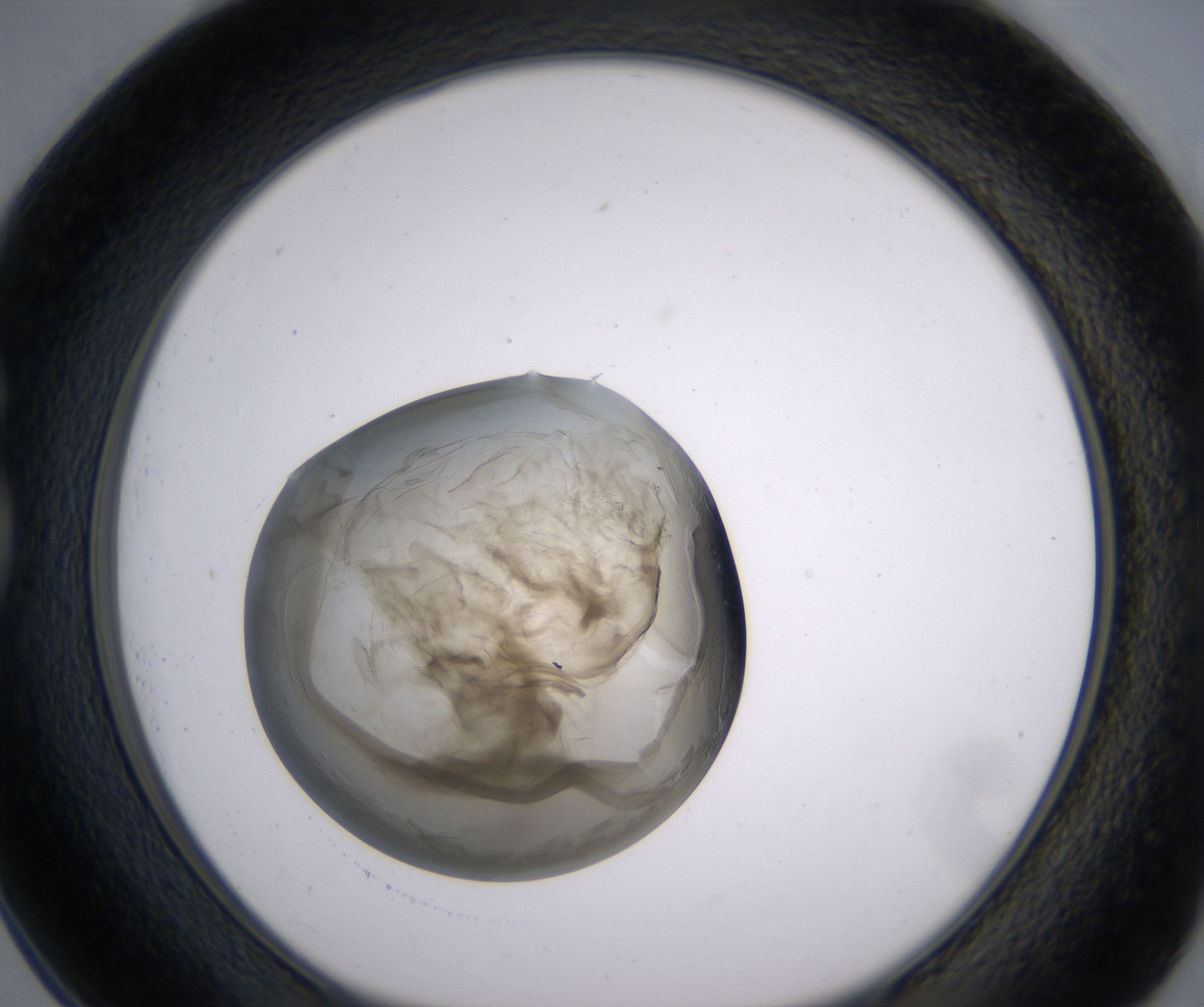 G1_HighResolution_Precipitate_1.jpg