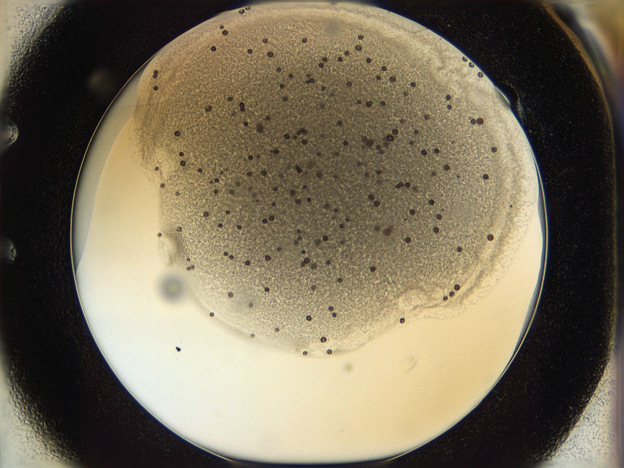 05k2_E1_ImagerDefaults_5.jpg