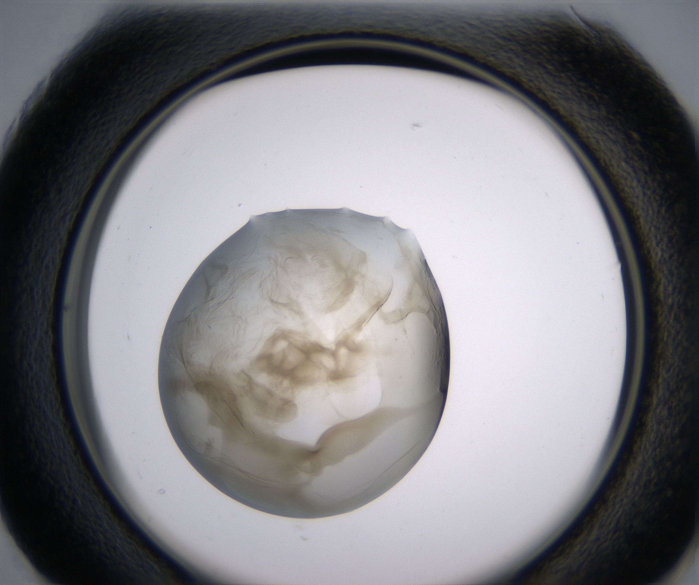 G1_HighResolution_Precipitate_2.jpg