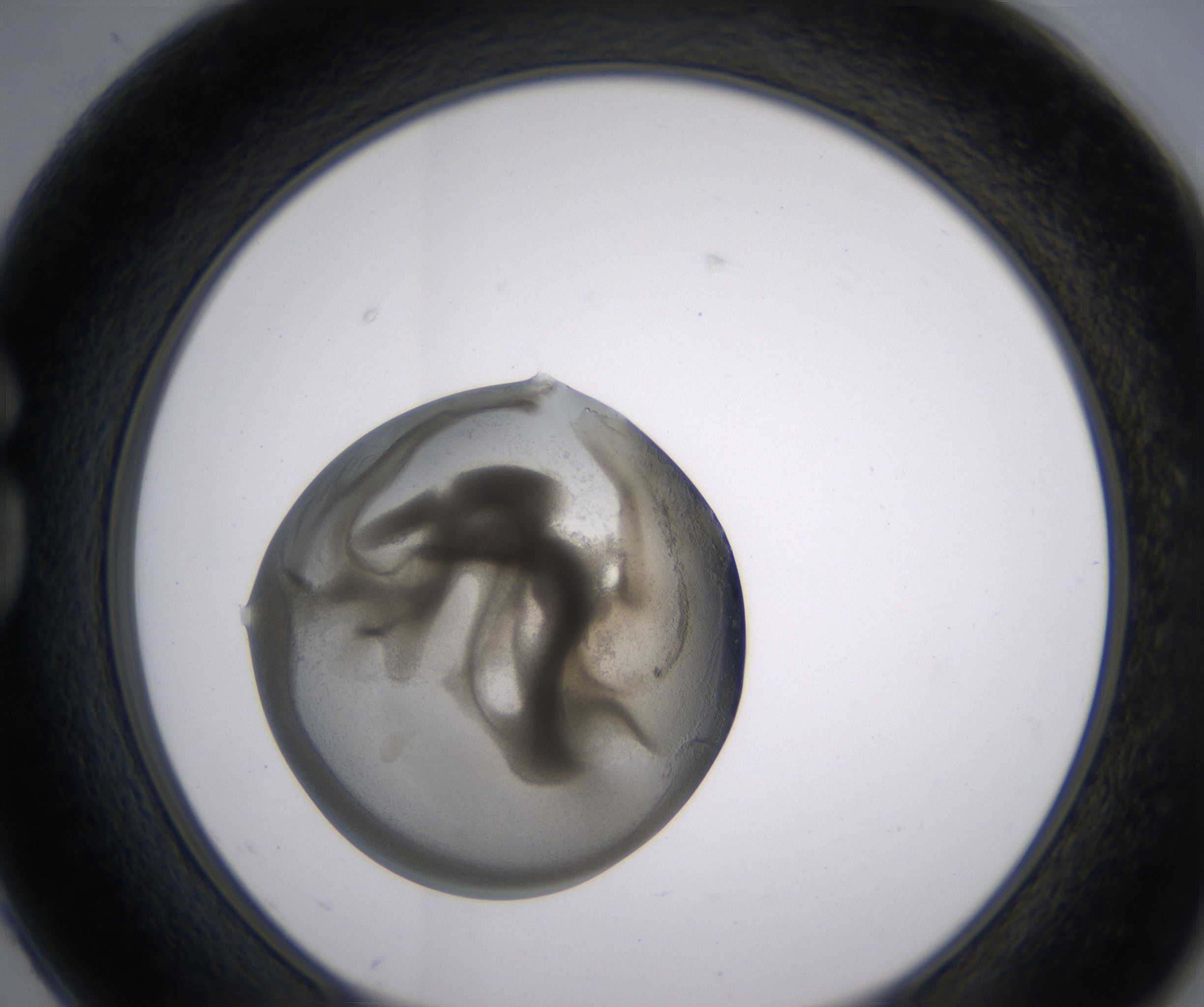 G2_HighResolution_Precipitate_1.jpg