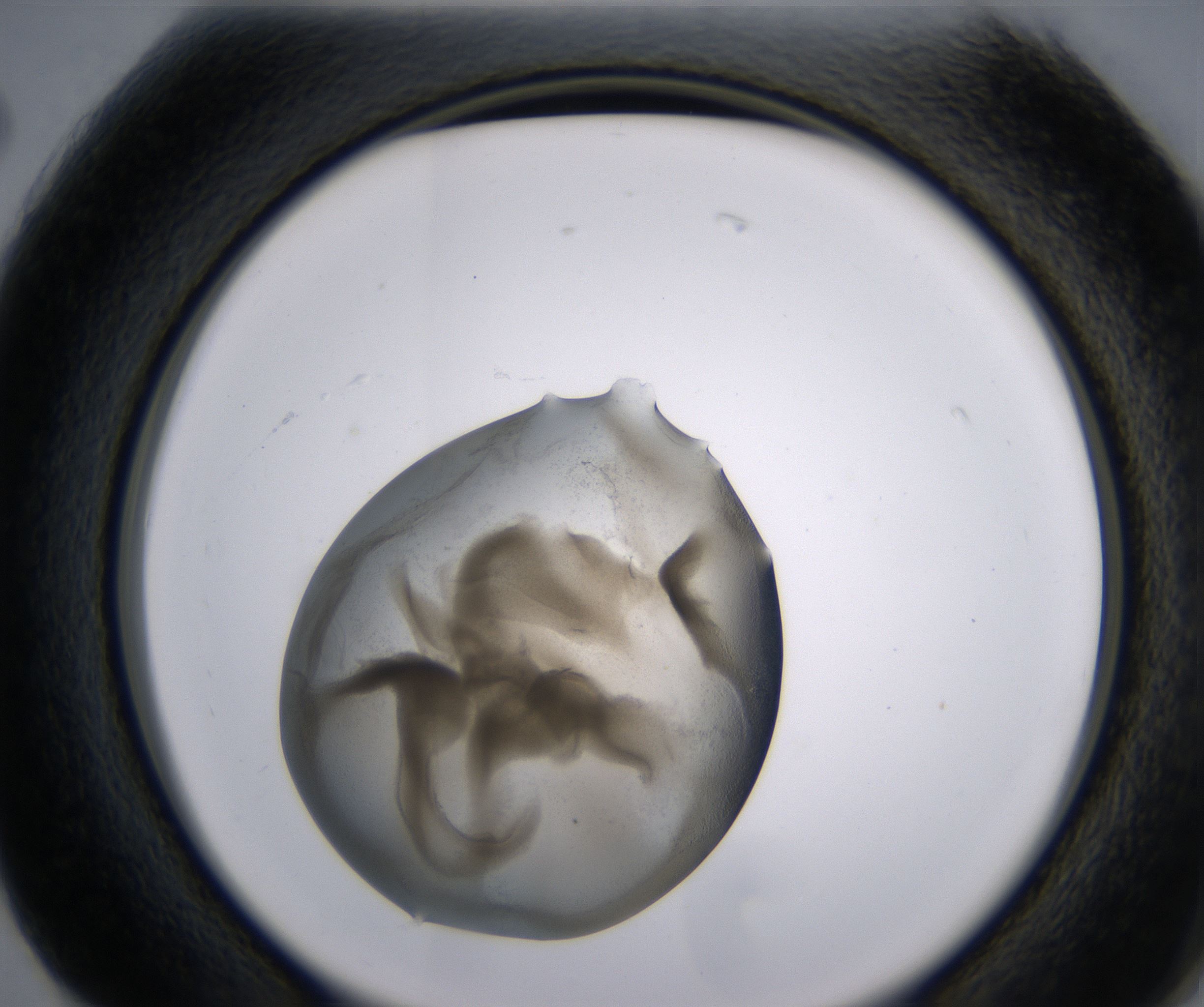 G2_HighResolution_Precipitate_2.jpg