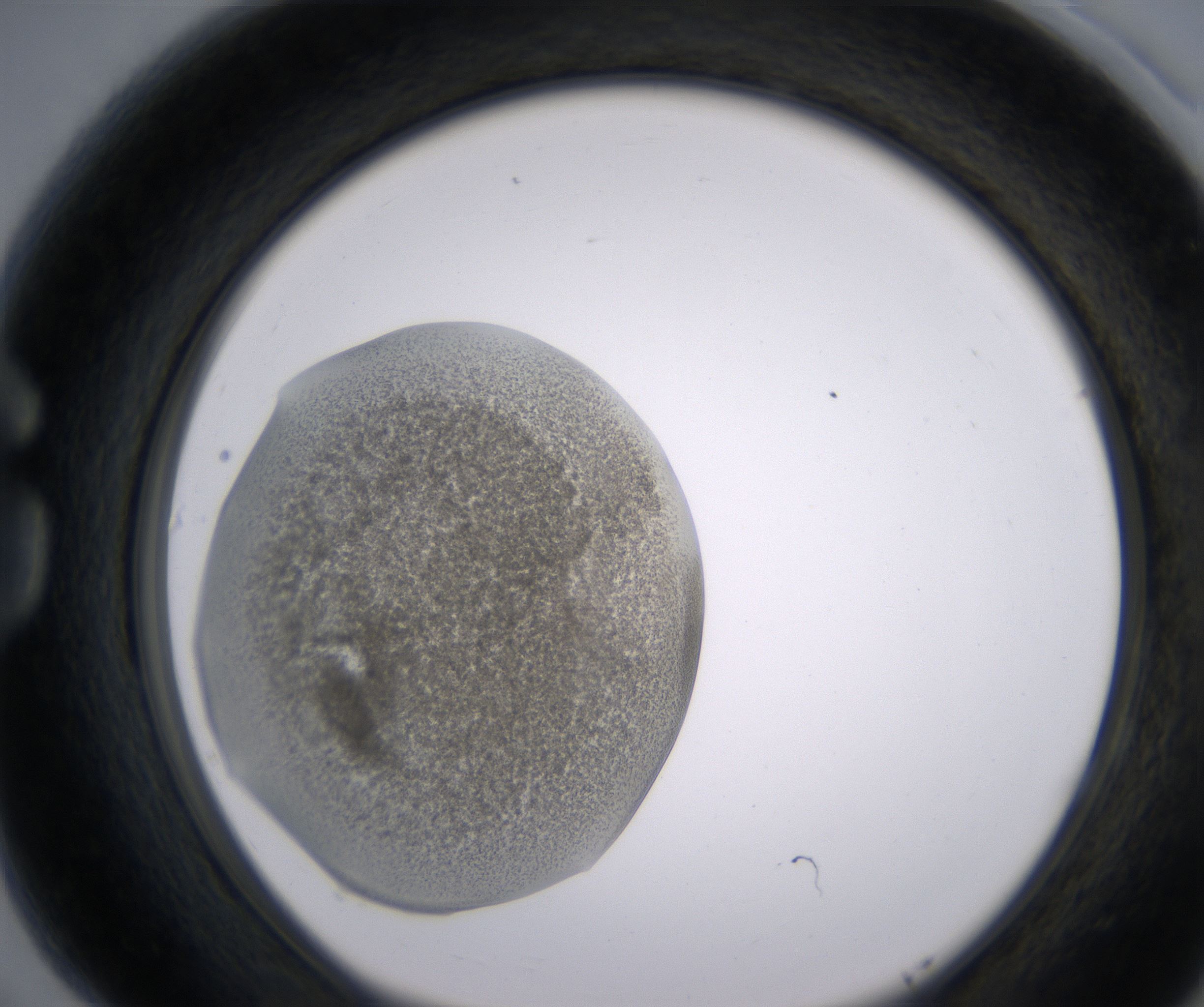 G5_HighResolution_Precipitate_1.jpg