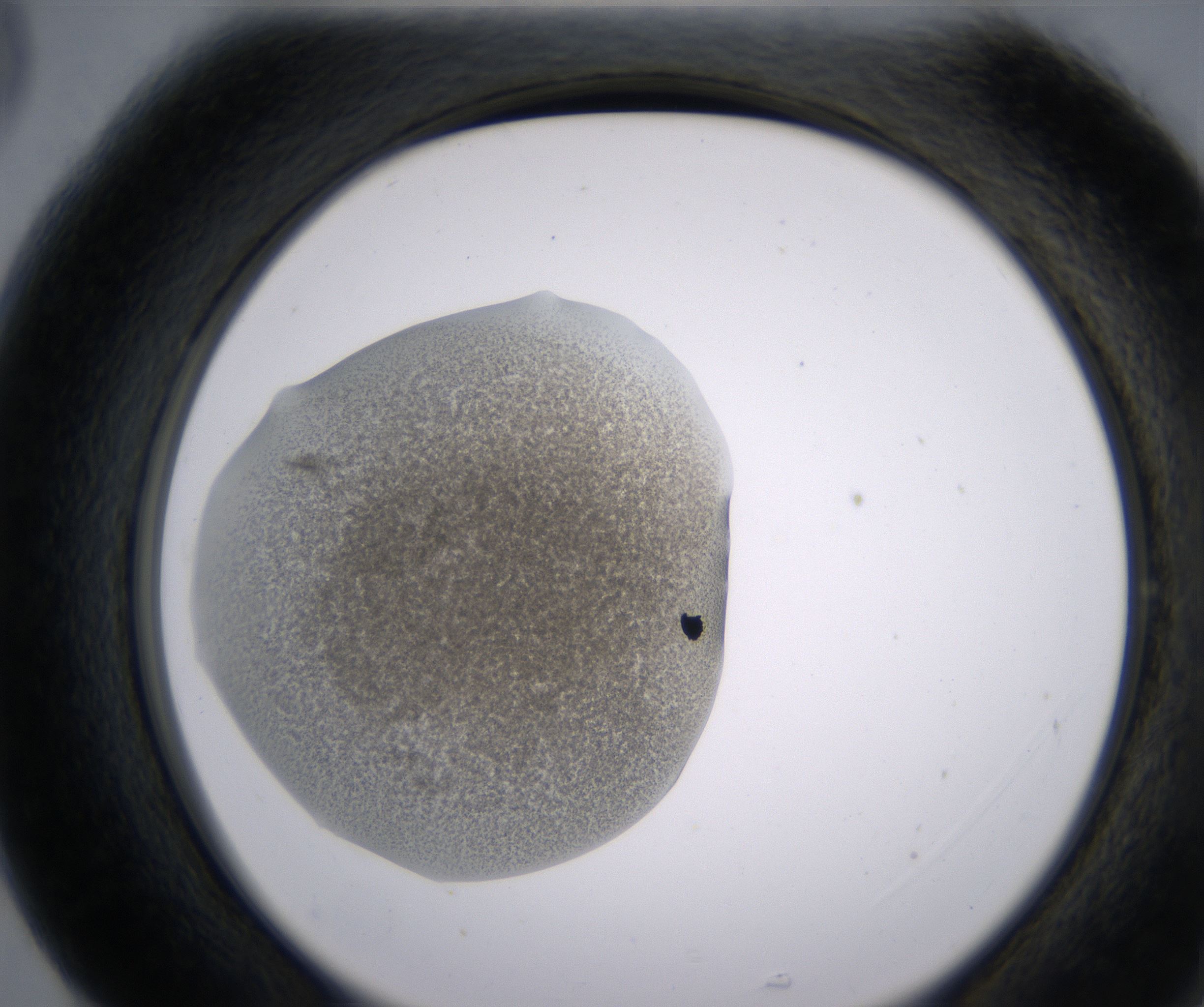 G5_HighResolution_Precipitate_2.jpg