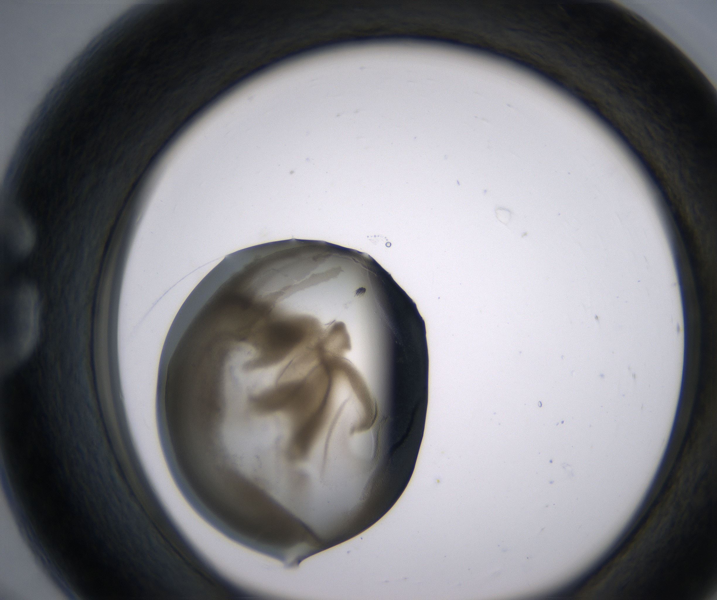 G8_HighResolution_Precipitate_1.jpg
