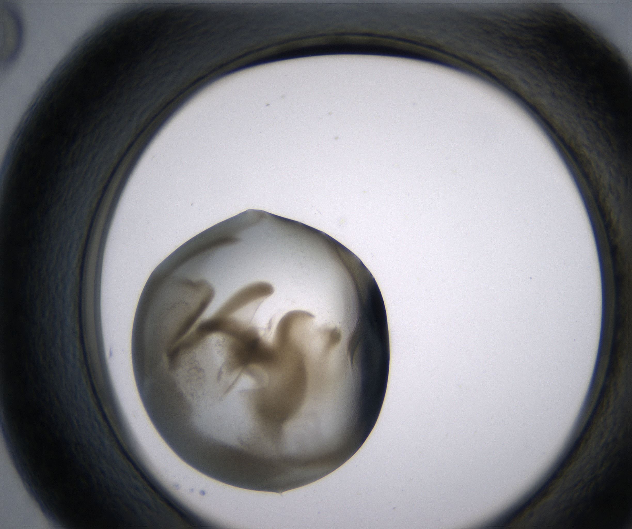 G8_HighResolution_Precipitate_2.jpg