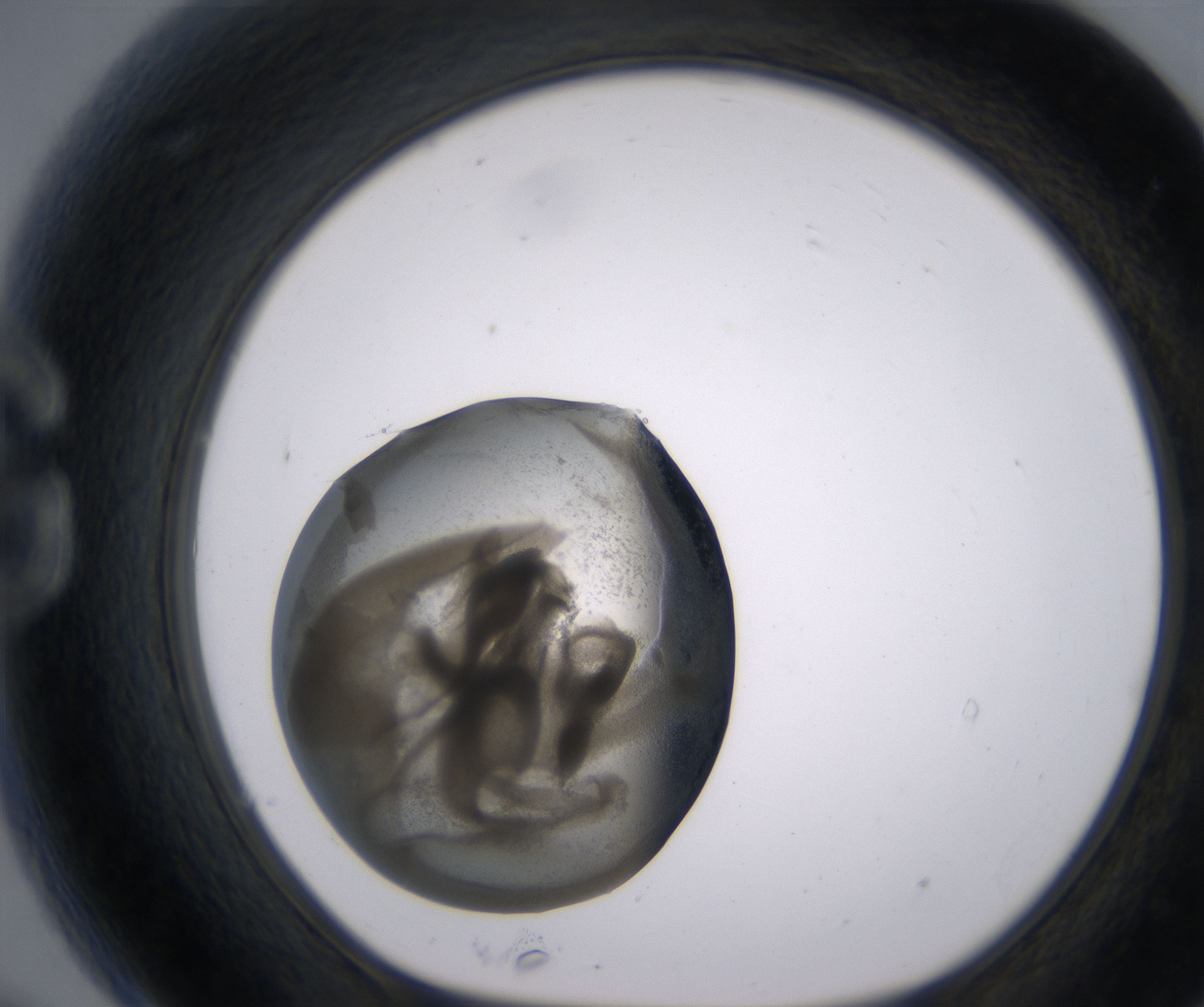 G9_HighResolution_Precipitate_1.jpg