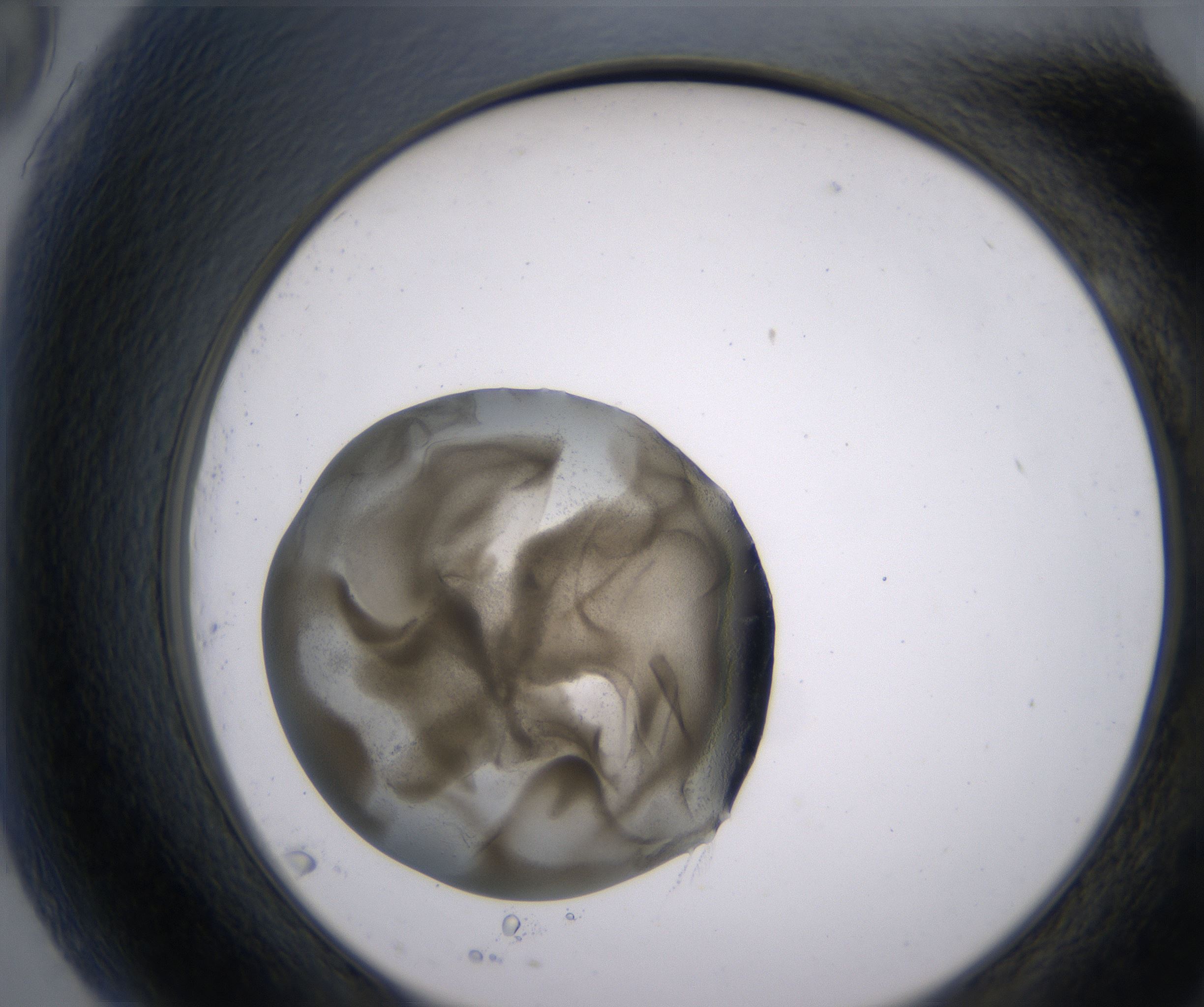 G9_HighResolution_Precipitate_2.jpg