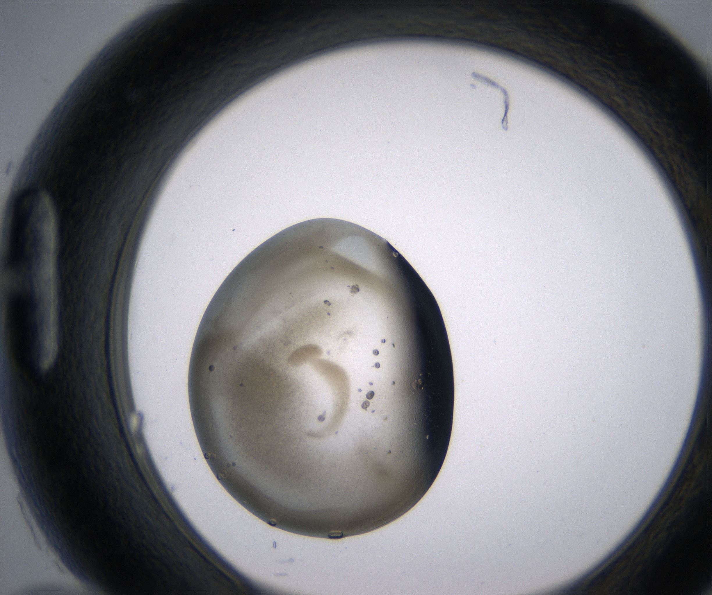 H10_HighResolution_Precipitate_1.jpg